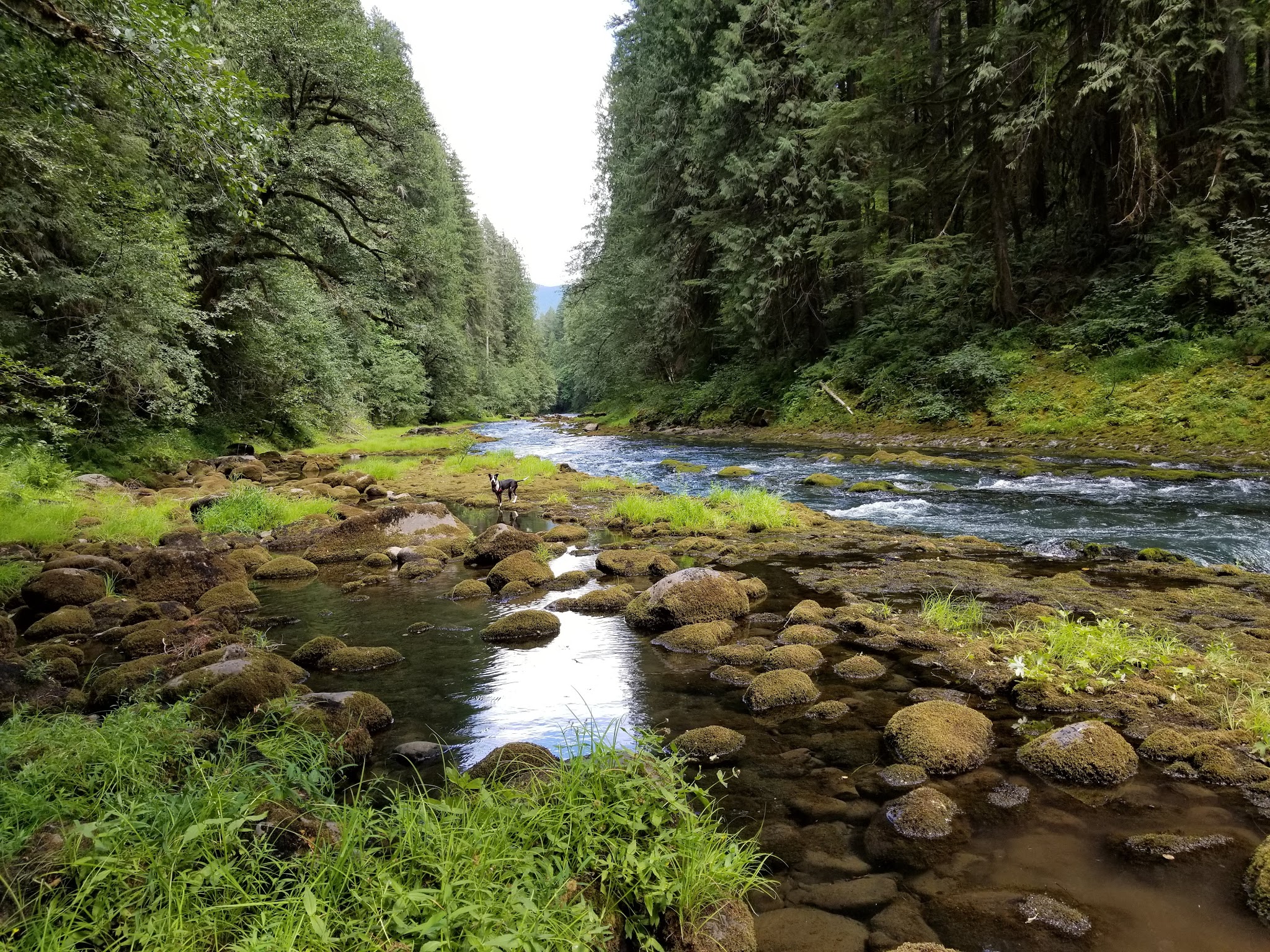 Lewis River Trail - Cougar, WA