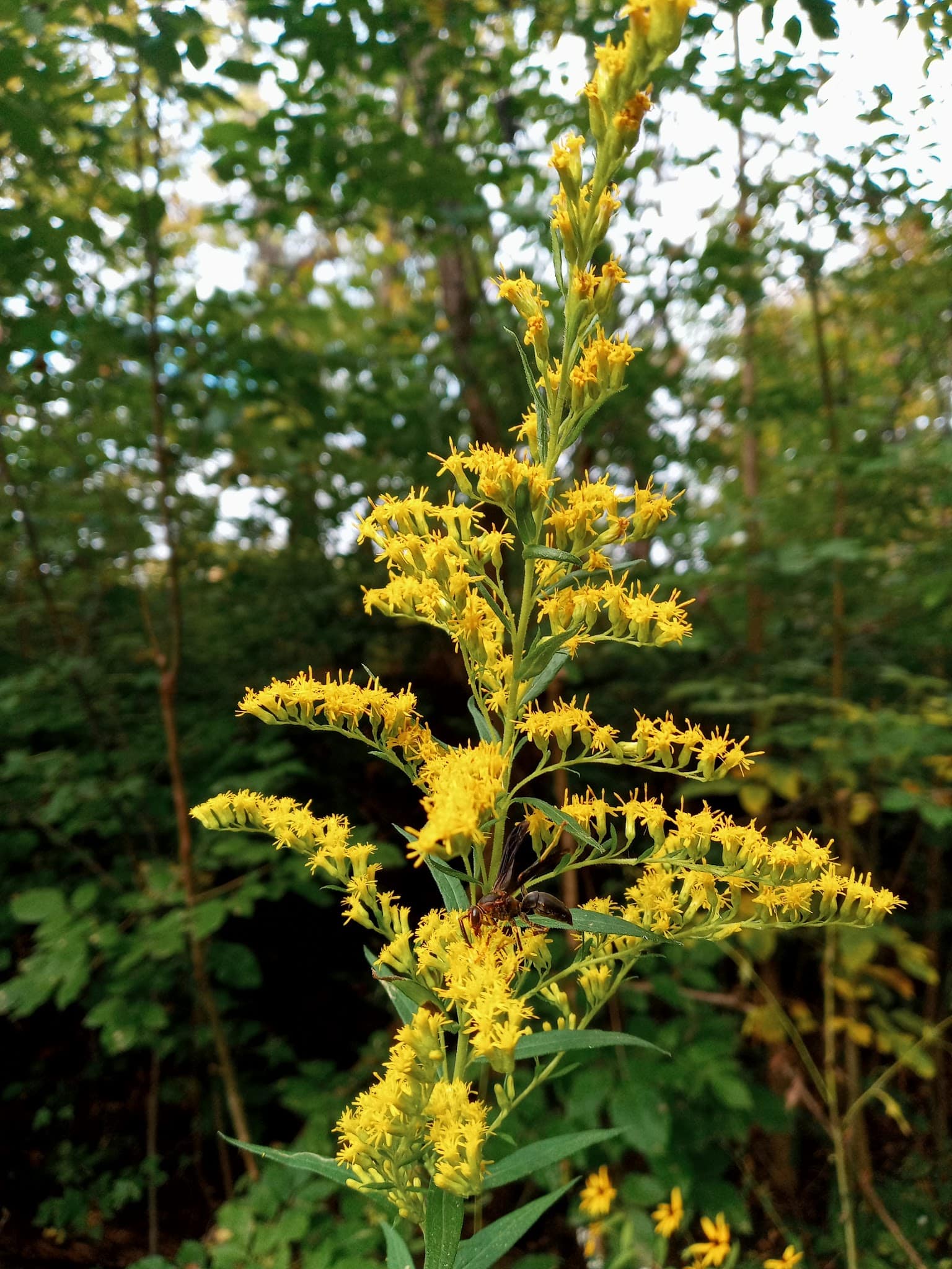 Covington Circle Trail - Covington, IN