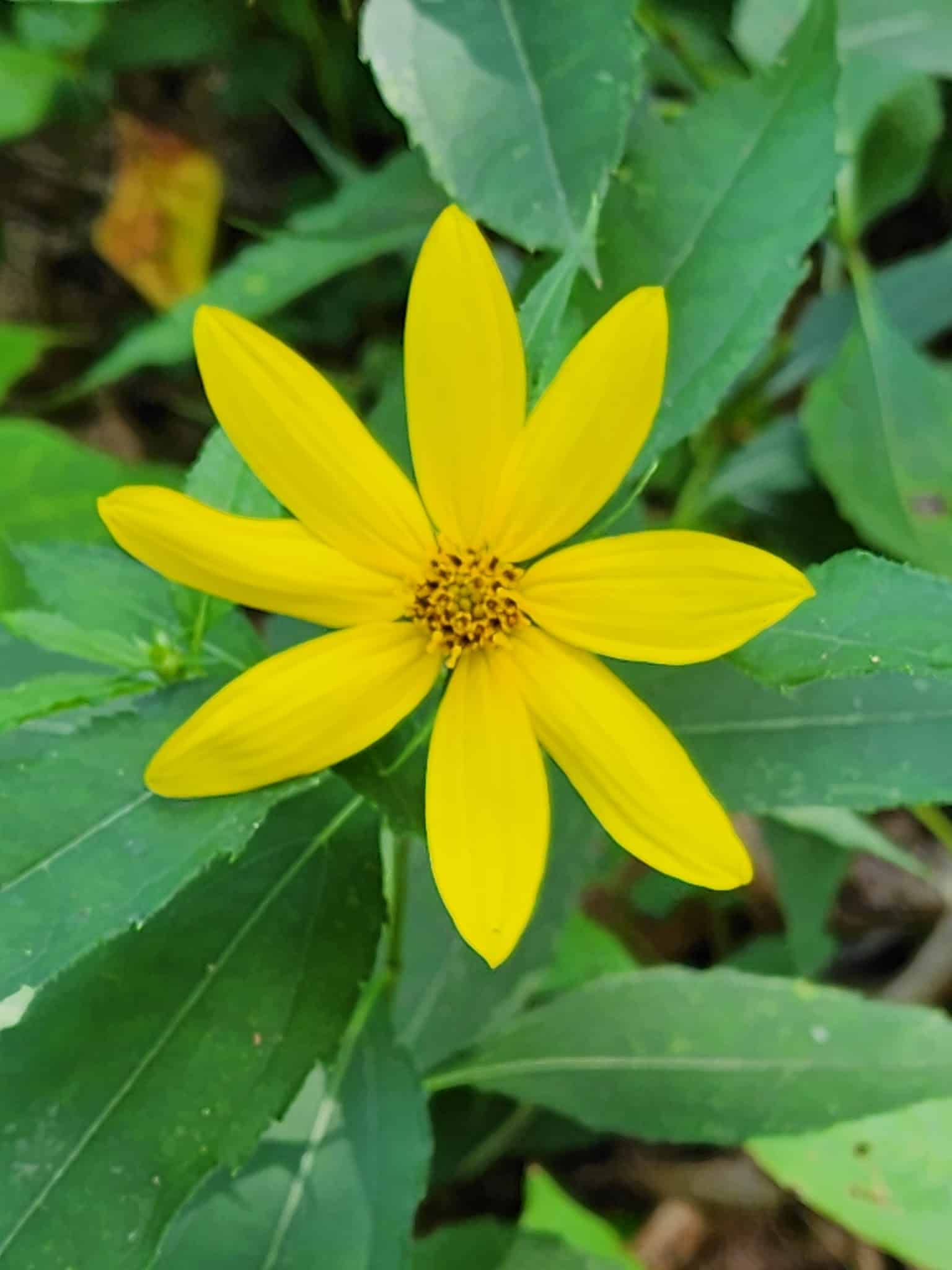 Covington Circle Trail - Covington, IN