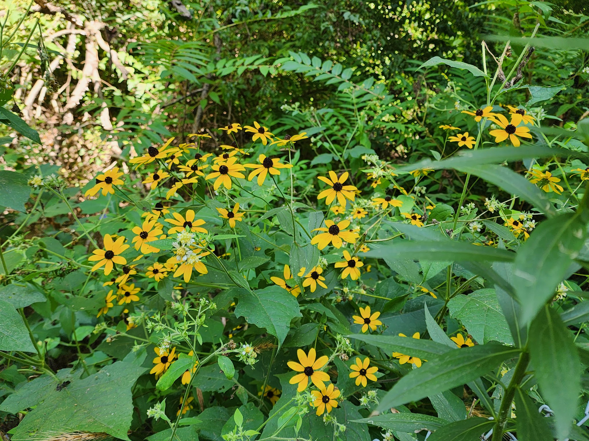 Covington Circle Trail - Covington, IN