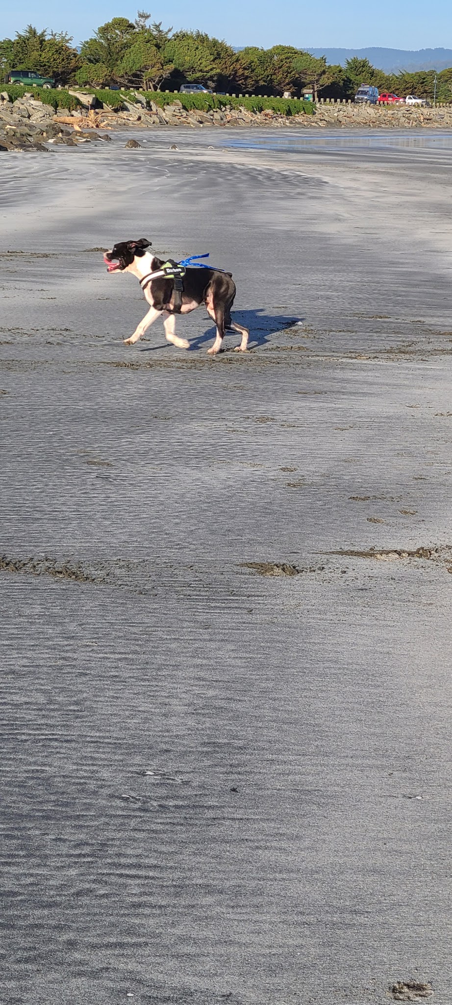 Crescent City Dog Town - Crescent City, CA