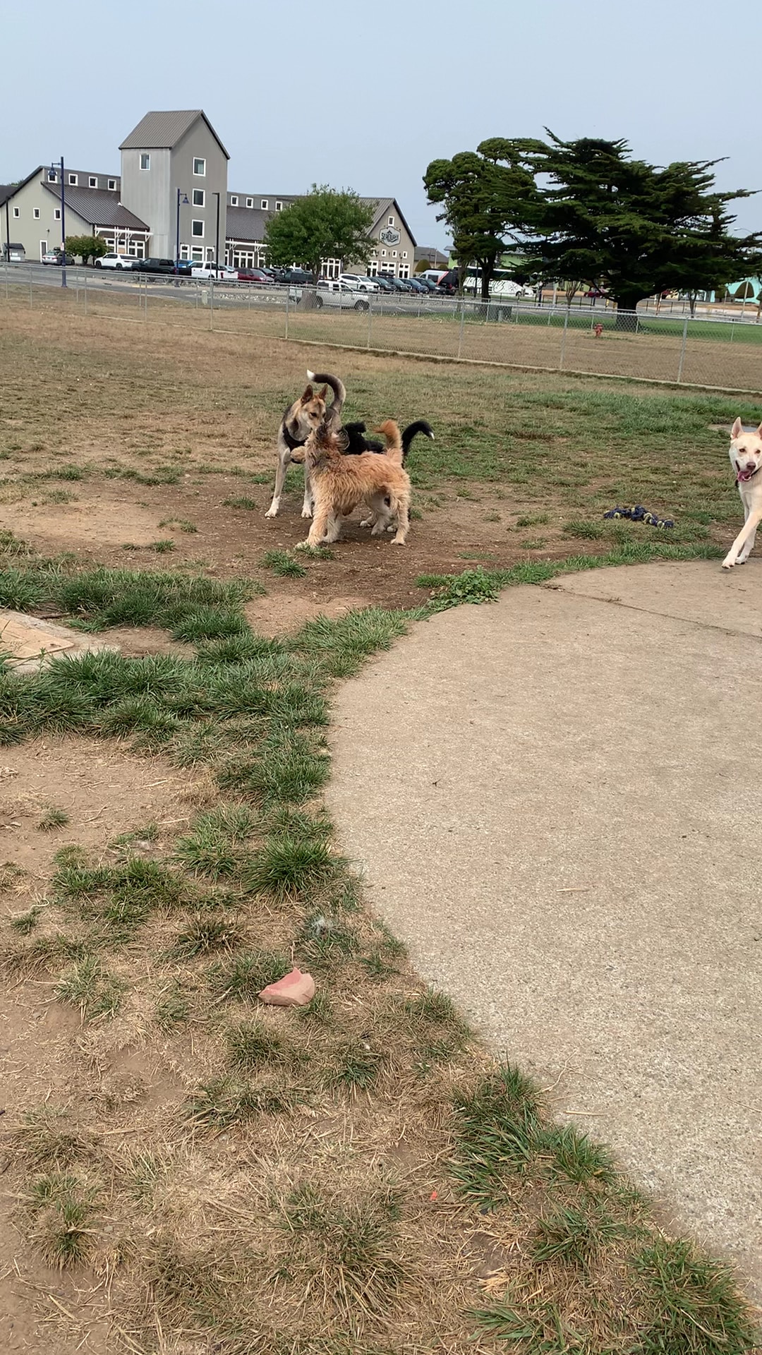 Crescent City Dog Town - Crescent City, CA