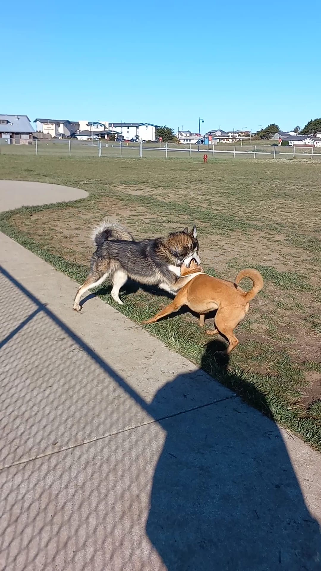 Crescent City Dog Town - Crescent City, CA