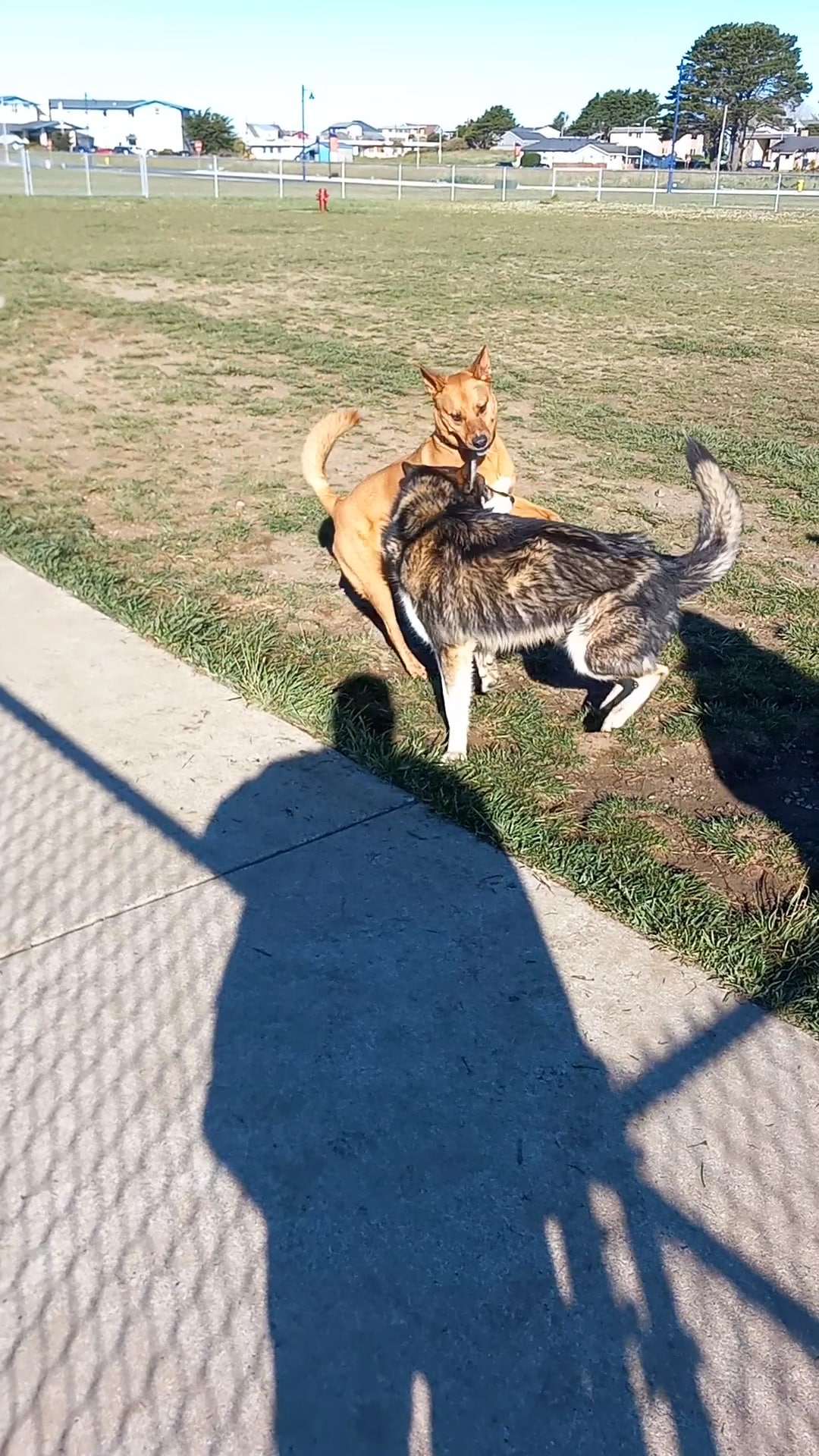 Crescent City Dog Town - Crescent City, CA