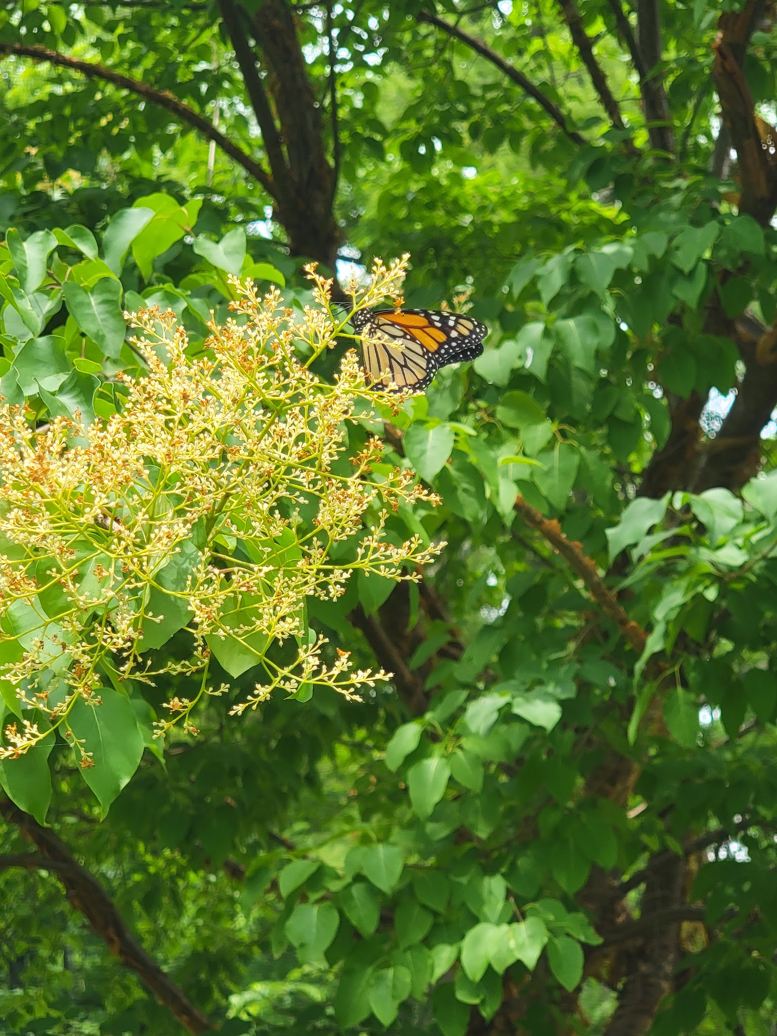 Little Park - Cresco, PA