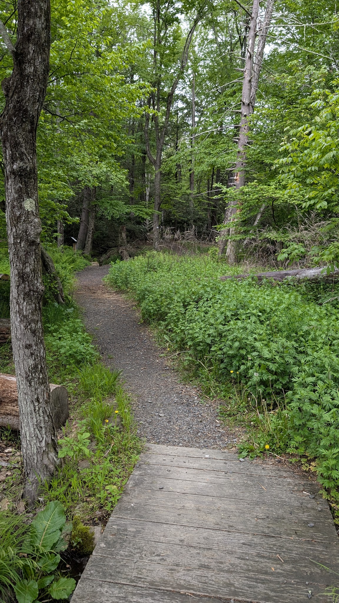 Mount Airy Red Rock Trailhead - Cresco, PA