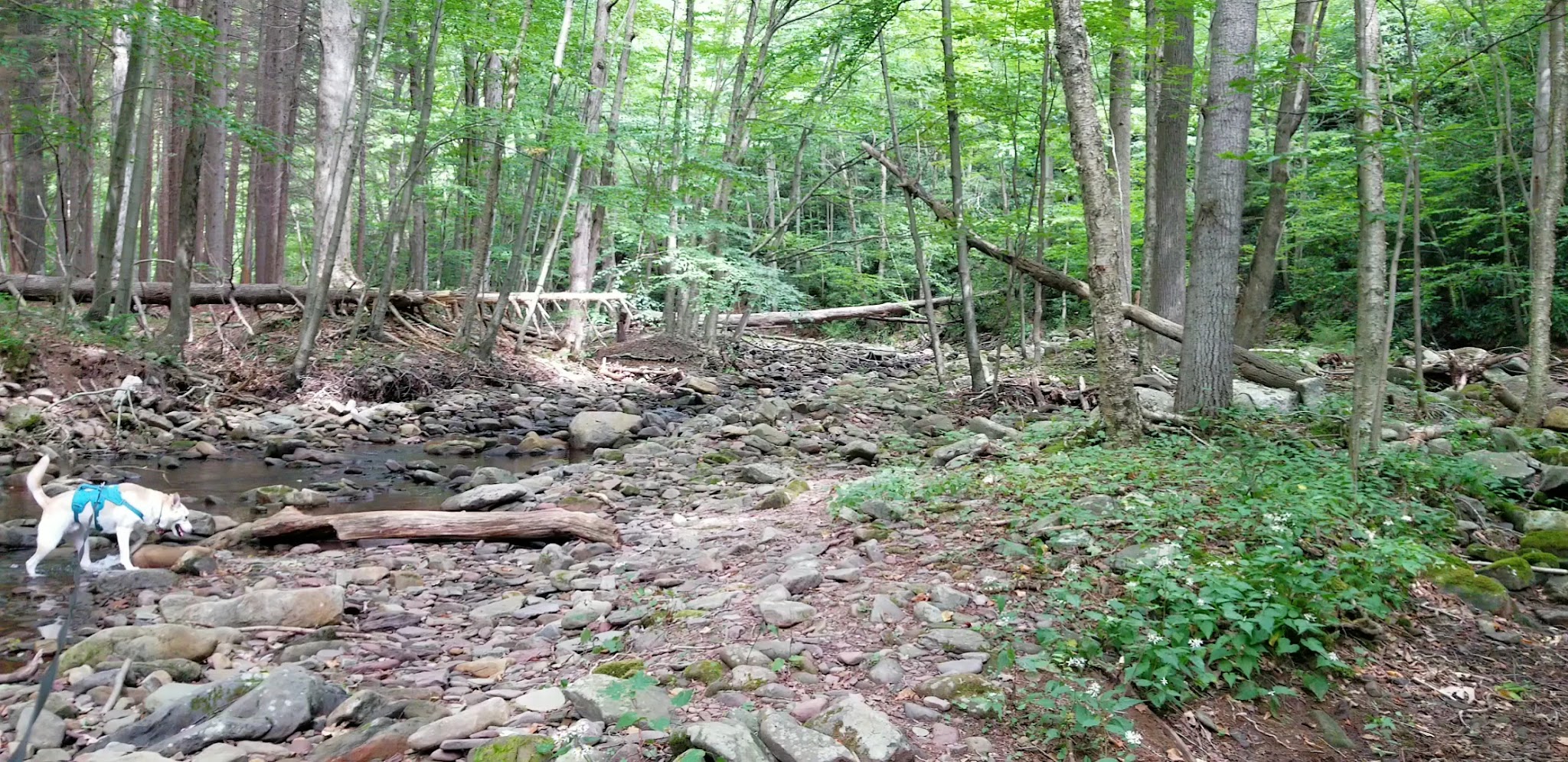 PA State Game Lands 221 - Cresco, PA