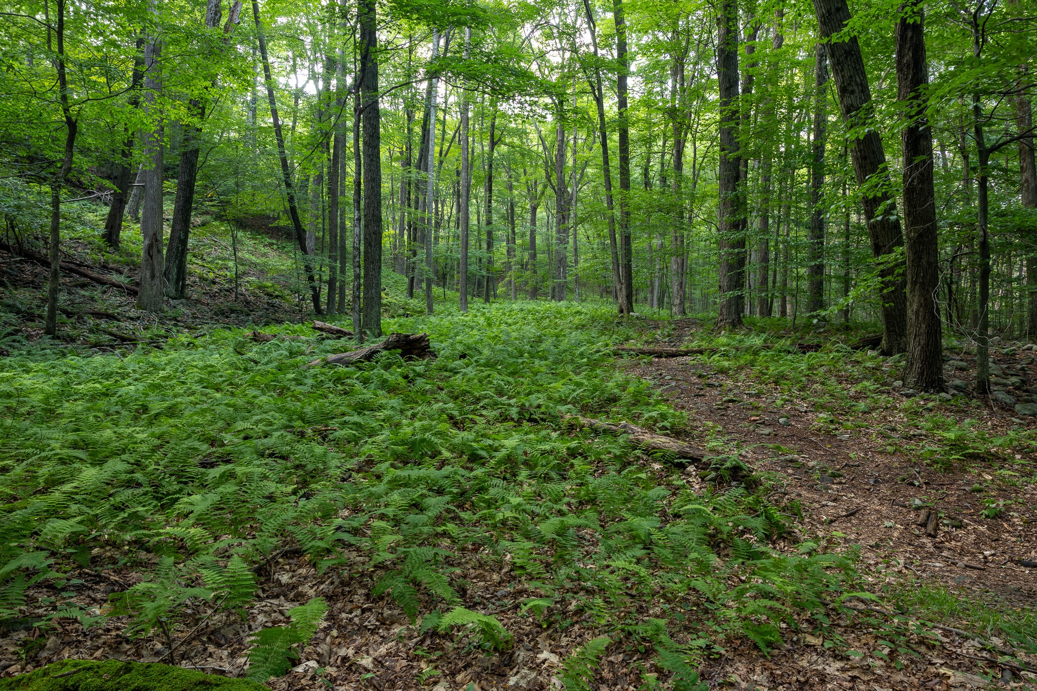 PA State Game Lands 221 - Cresco, PA