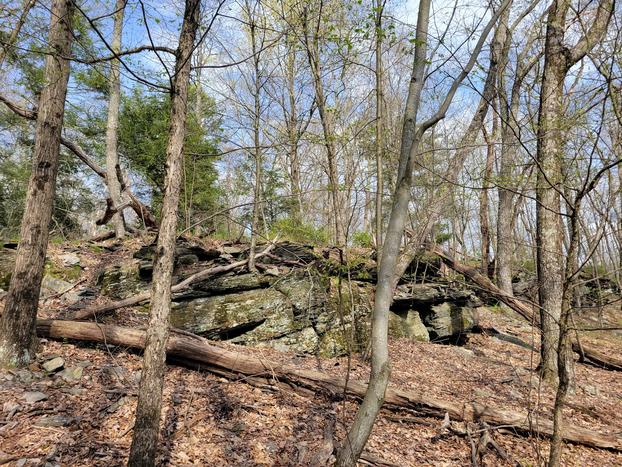 Swiftwater Forest Preserve - Cresco, PA
