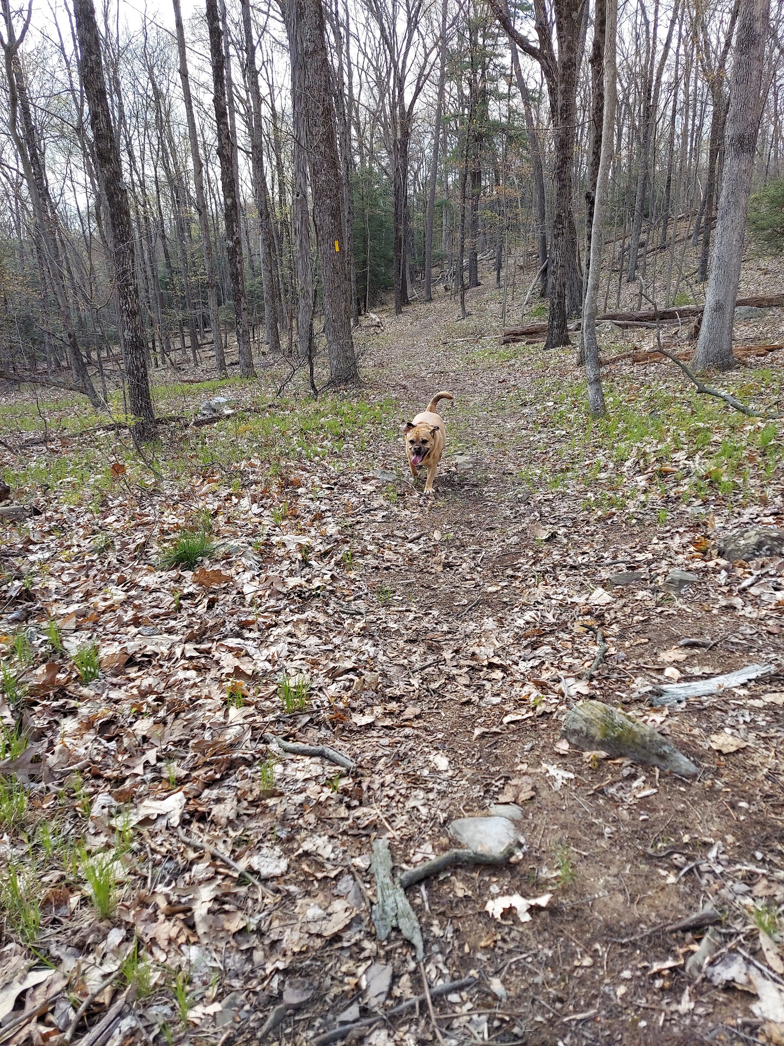 Swiftwater Forest Preserve - Cresco, PA