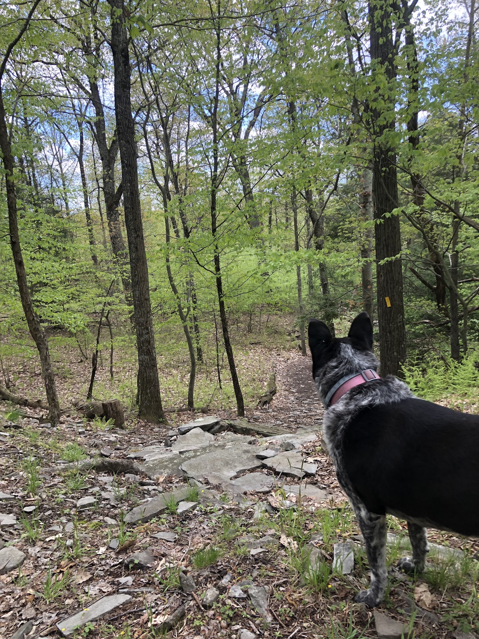 Swiftwater Forest Preserve - Cresco, PA