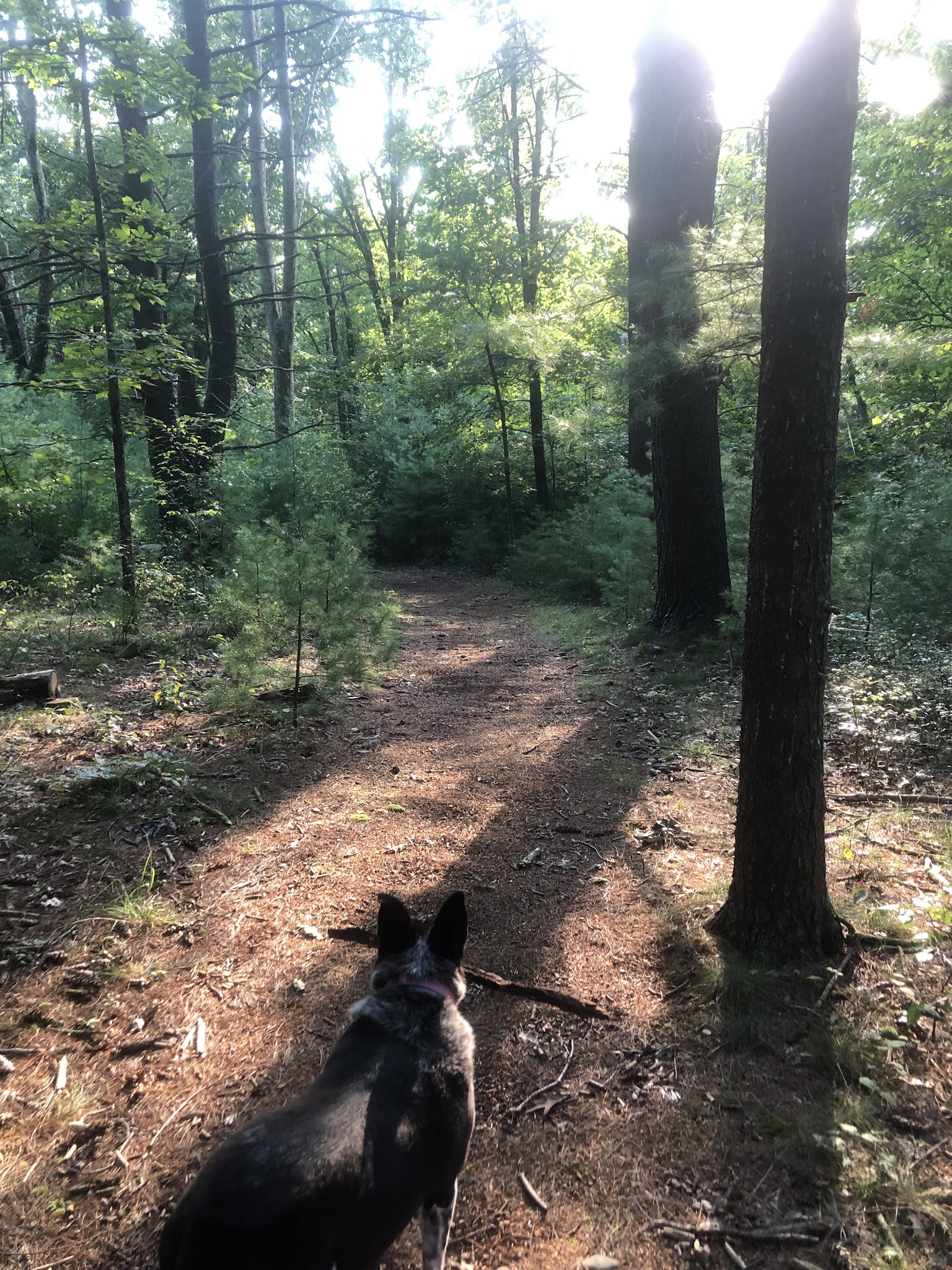 Swiftwater Forest Preserve - Cresco, PA