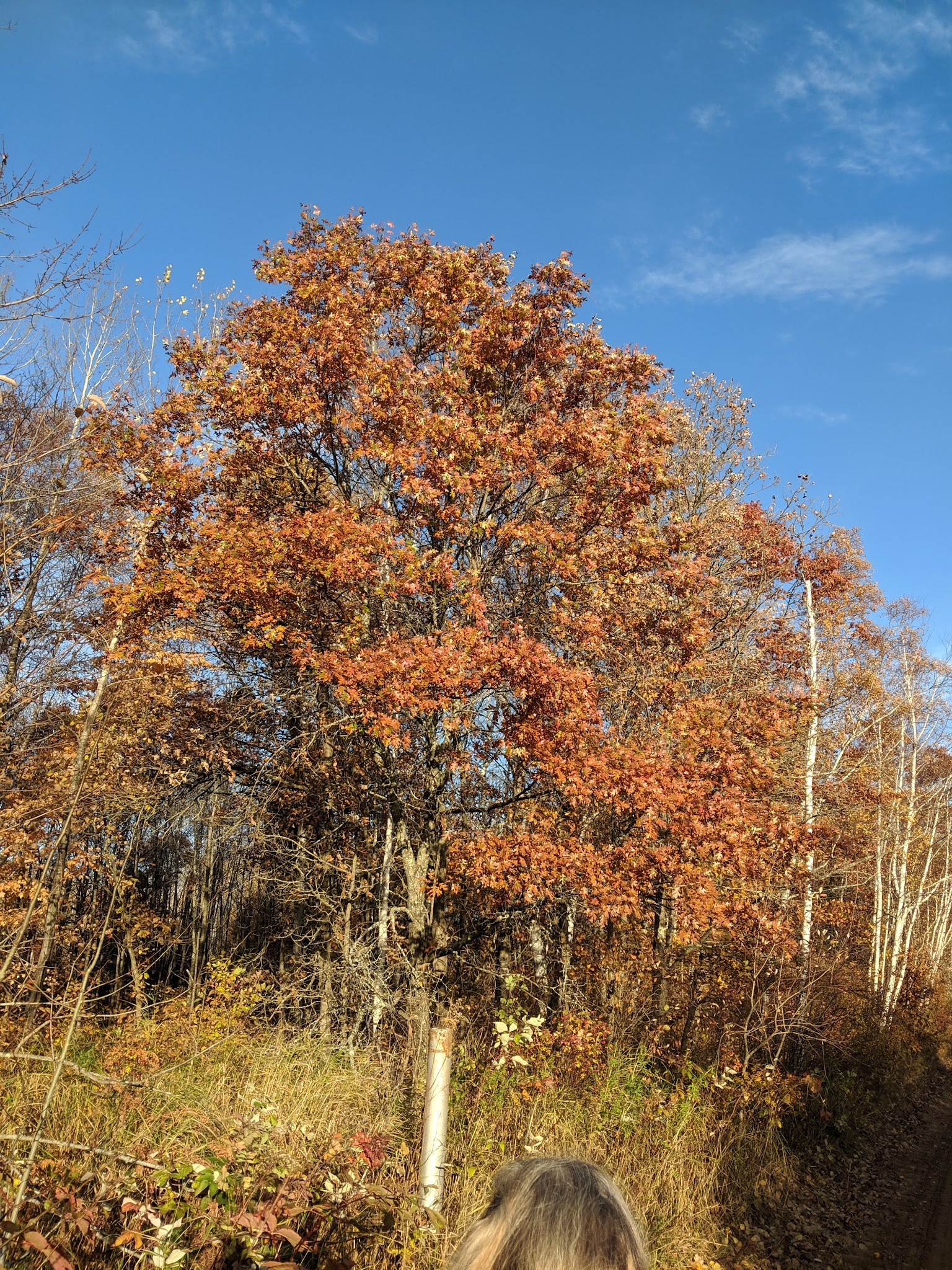 Scrub Oak Trail - Crosslake, MN