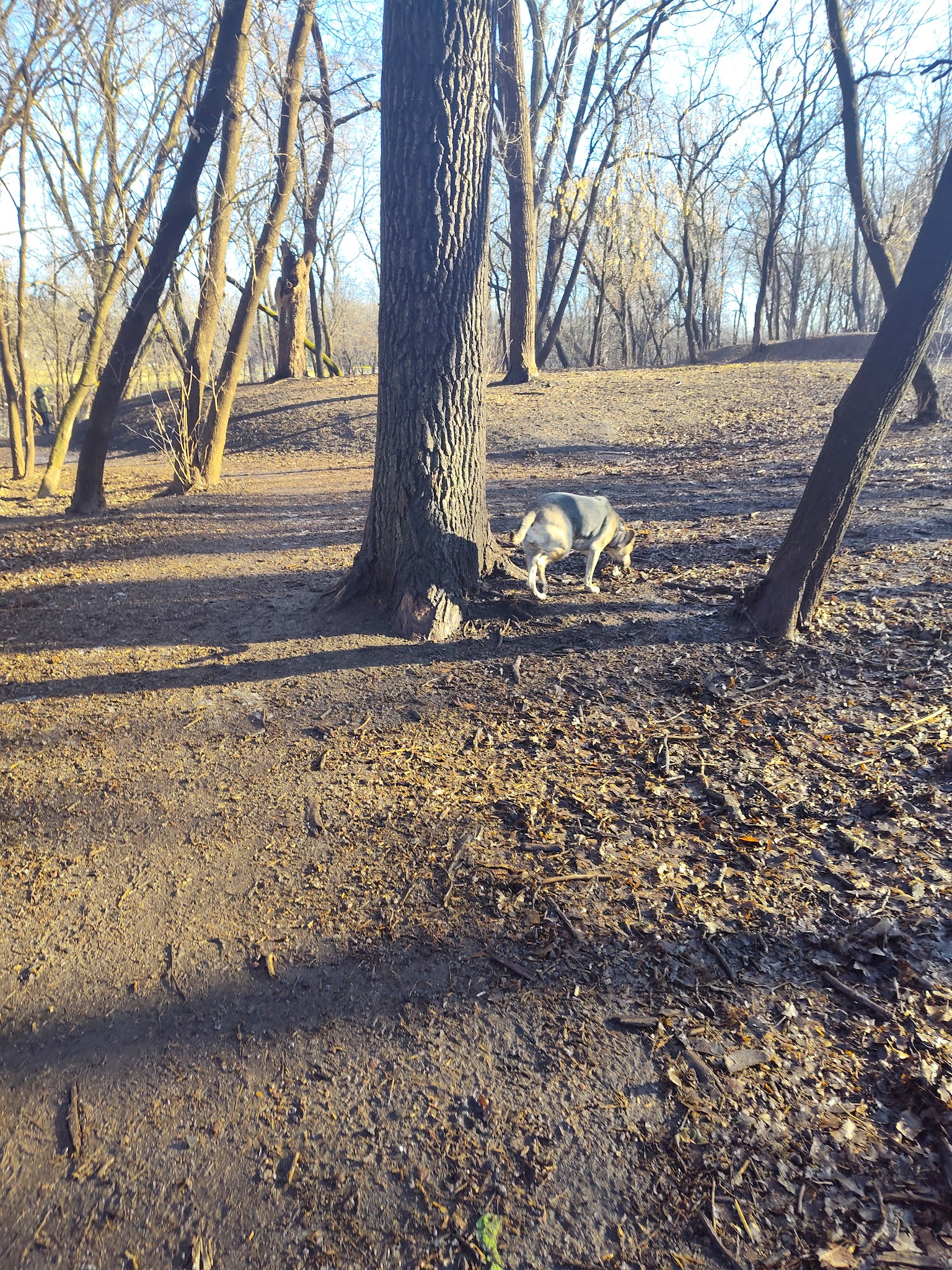 Bassett Creek Dog Park - Crystal, MN