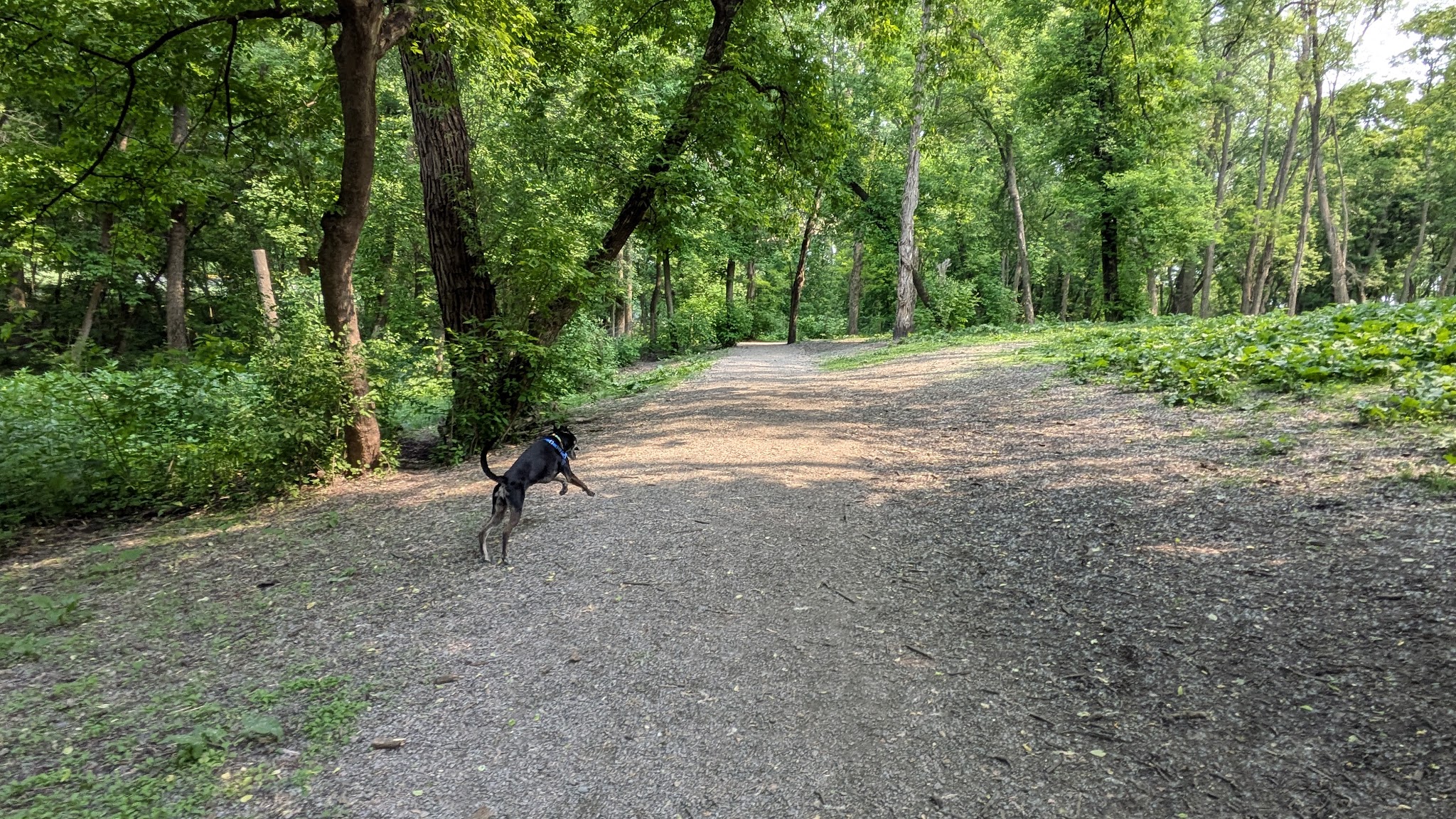 Bassett Creek Dog Park - Crystal, MN