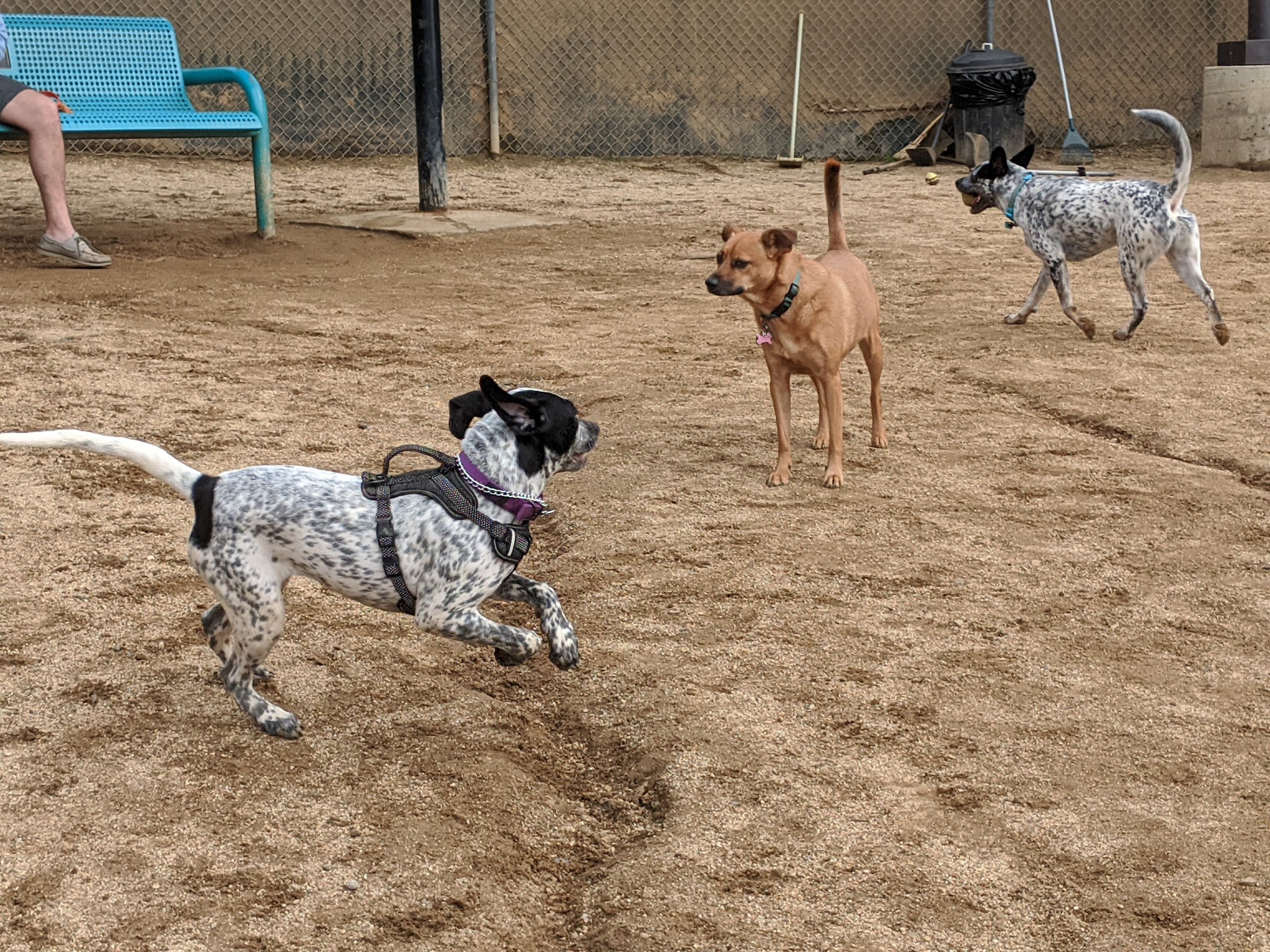 Boneyard Dog Park - Culver City, CA