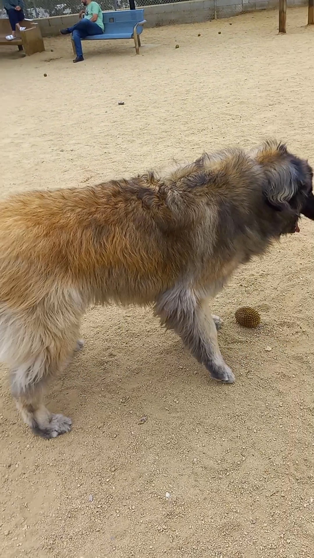 Boneyard Dog Park - Culver City, CA