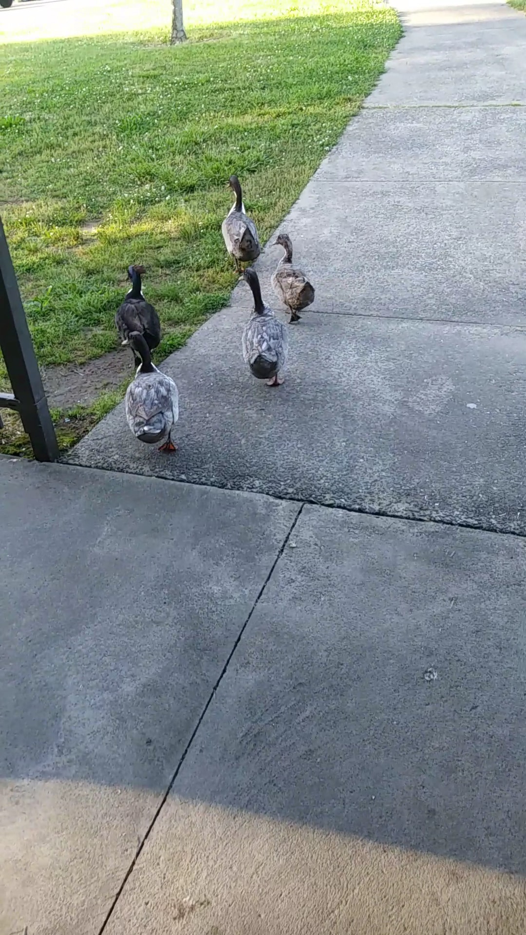 Dallas Park - Dallas, NC