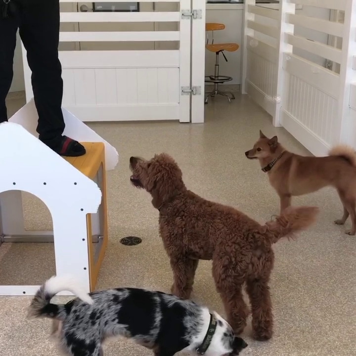 Dog City - Dallas, TX