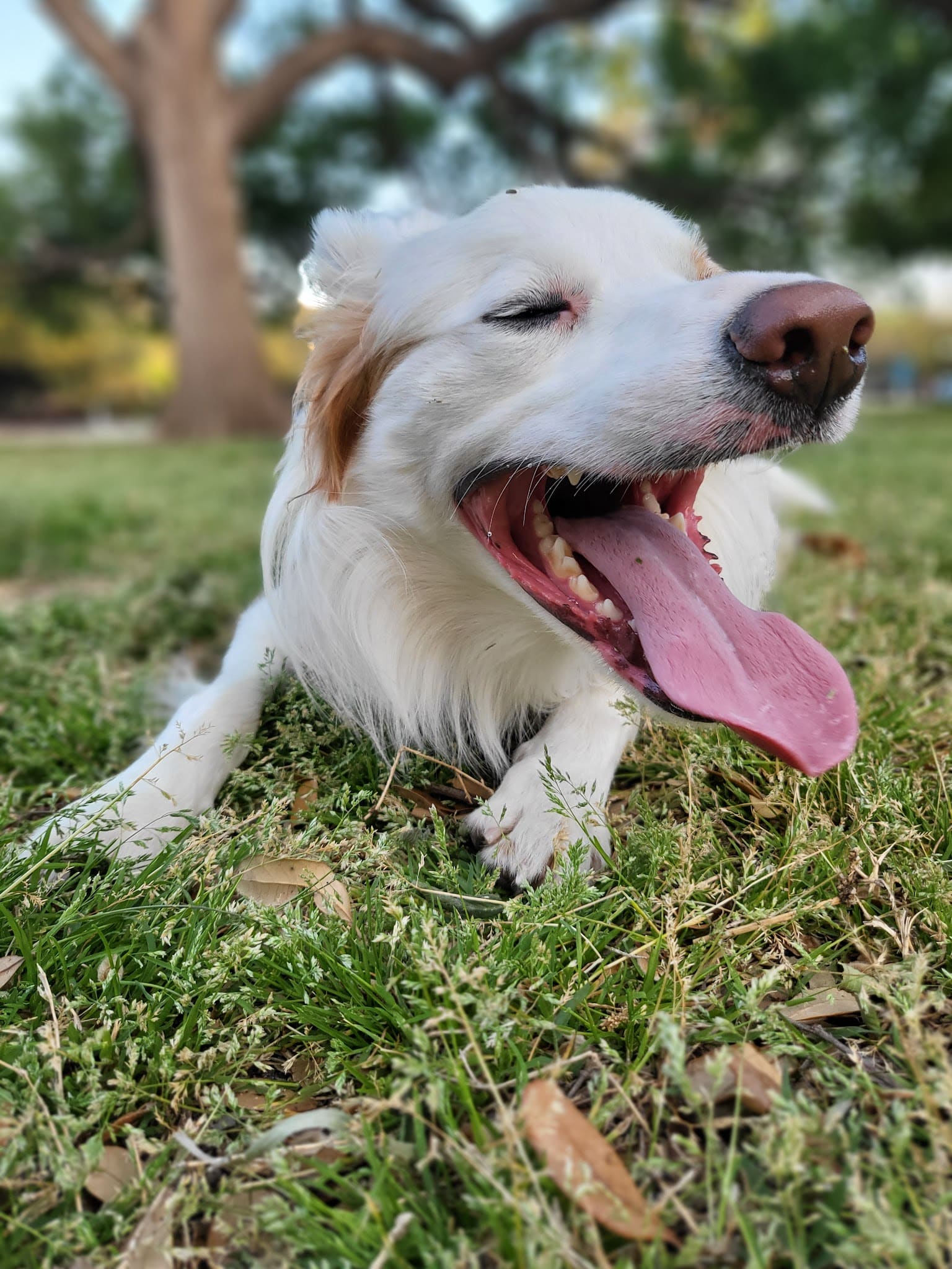 Meadows Dog Park - Dallas, TX