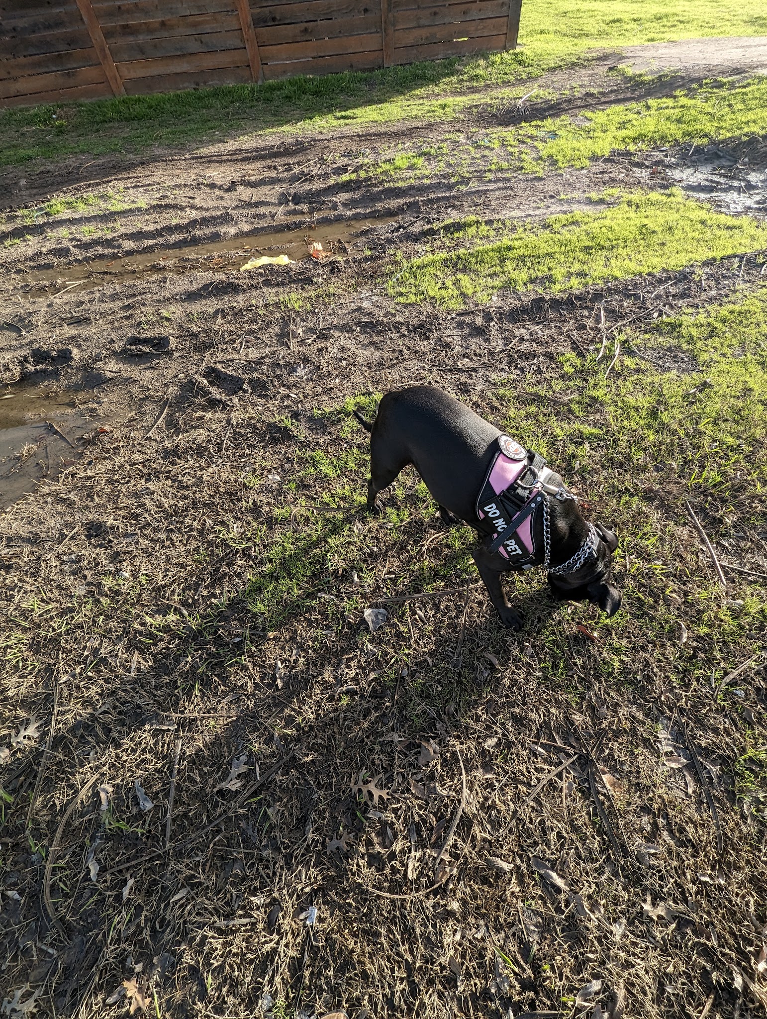 Meadows Dog Park - Dallas, TX