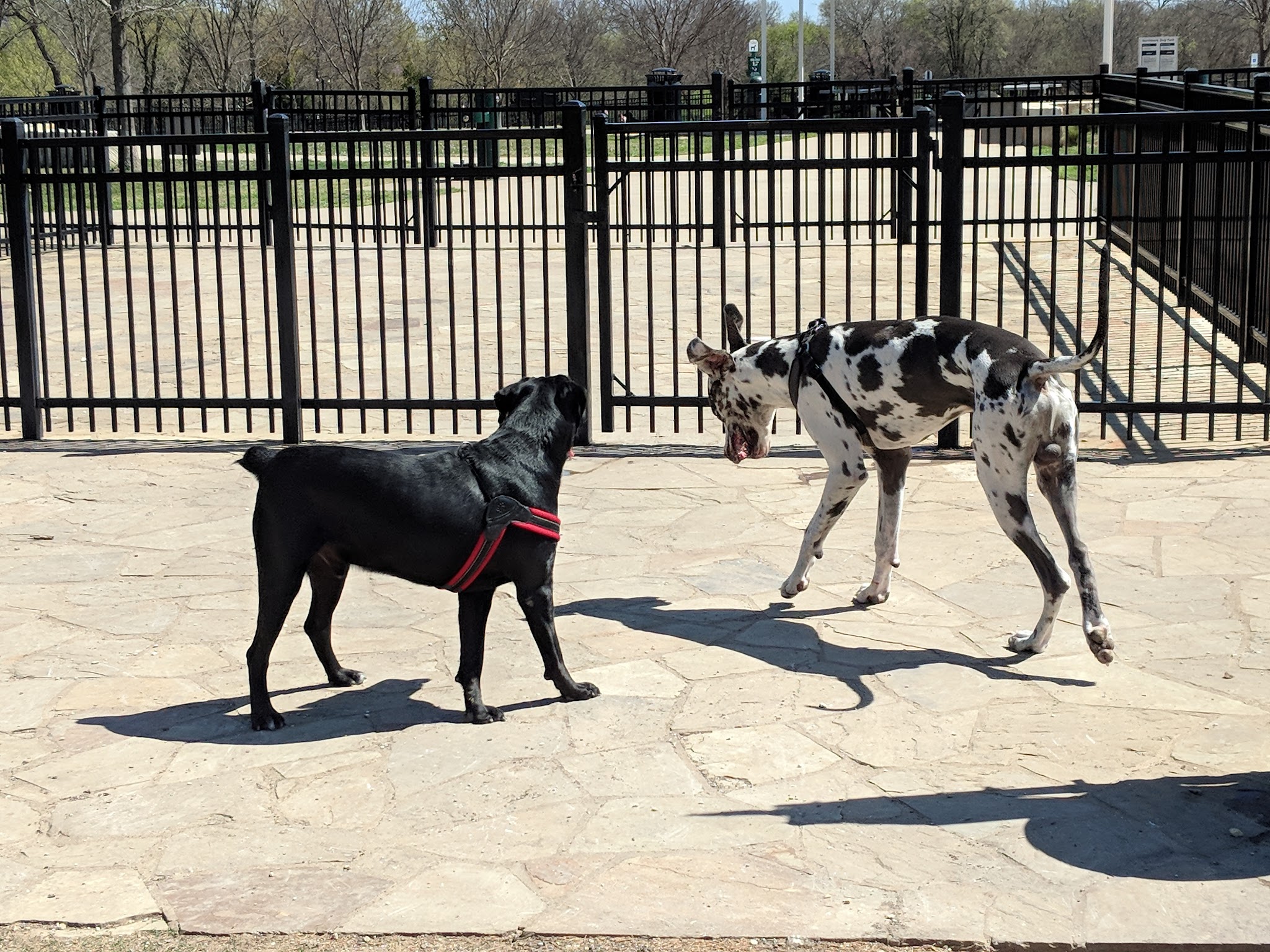 NorthBark Dog Park - Dallas, TX