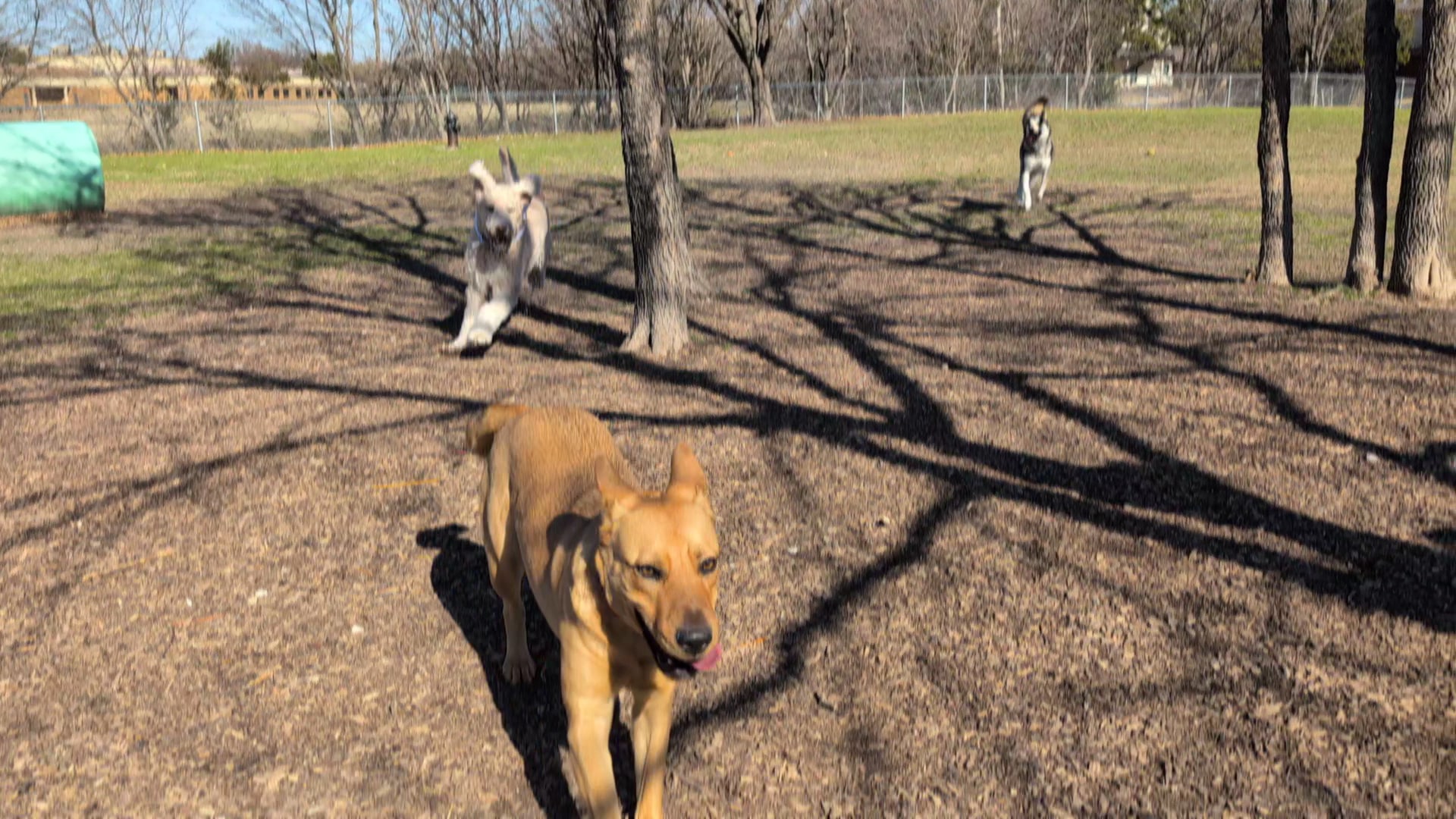 Parkhill Dog Park - Dallas, TX