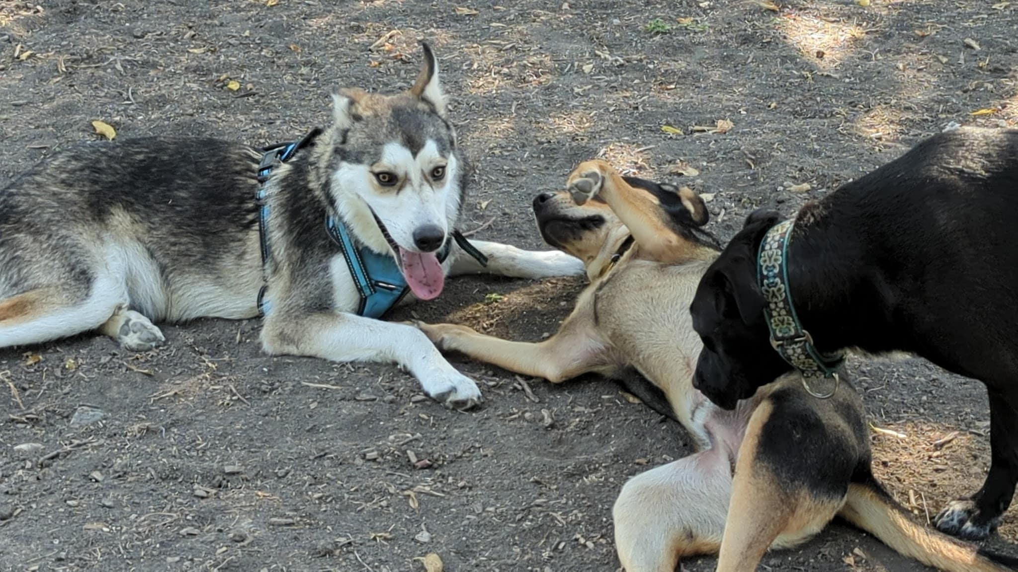 Parkhill Dog Park - Dallas, TX