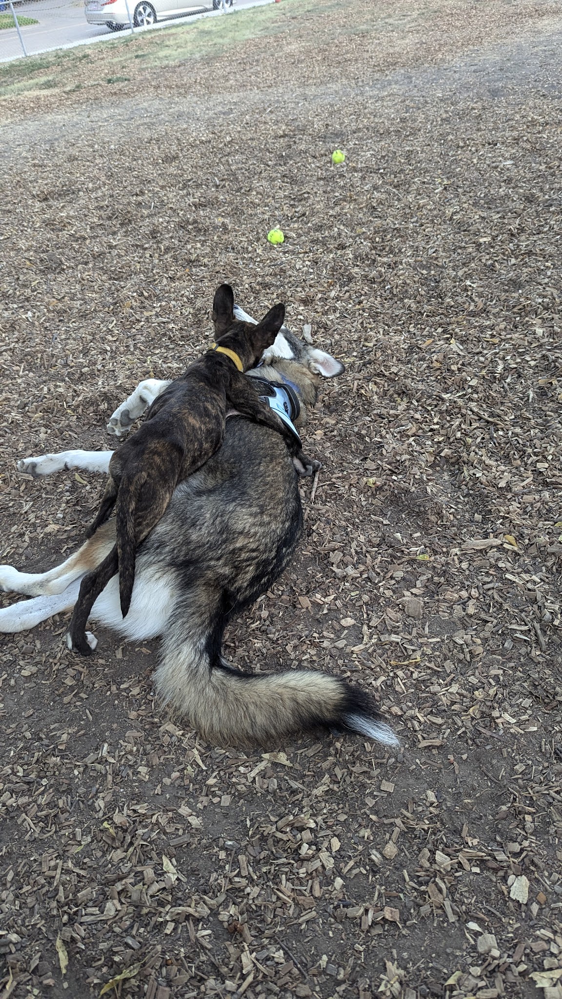 Parkhill Dog Park - Dallas, TX