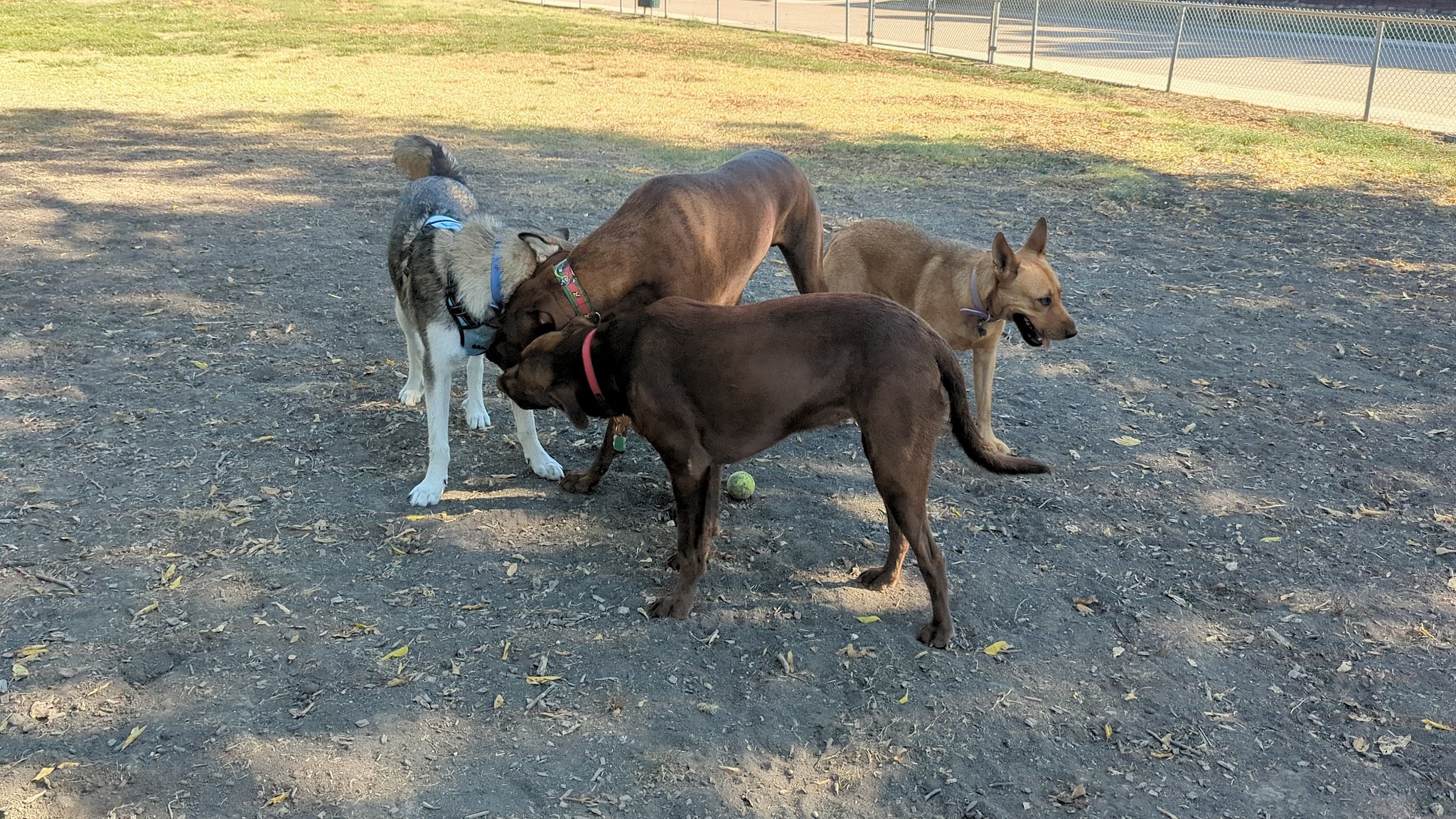 Parkhill Dog Park - Dallas, TX