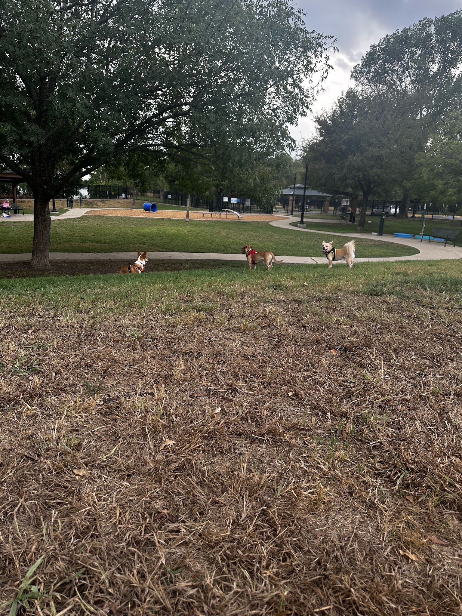 White Rock Lake Dog Park - Dallas, TX
