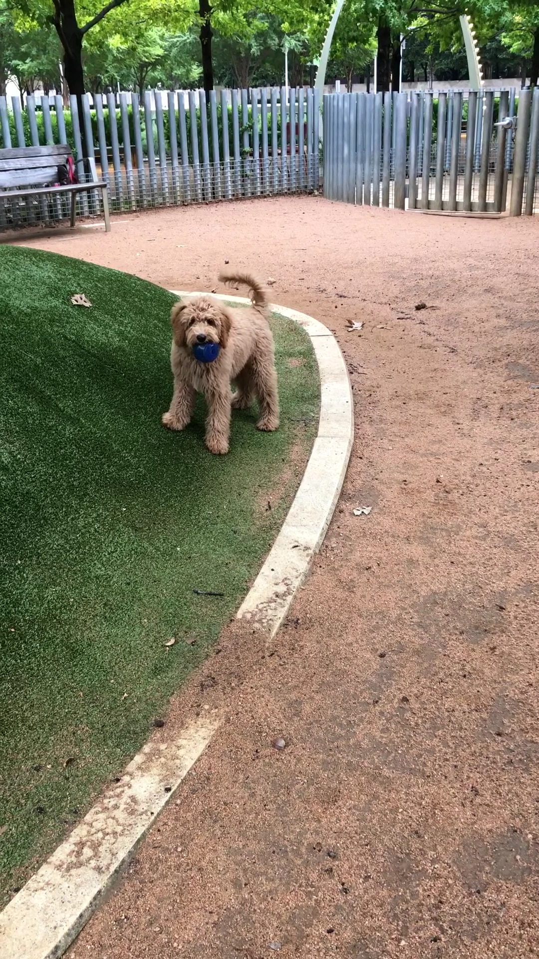 My Best Friend's Park - Dallas, TX