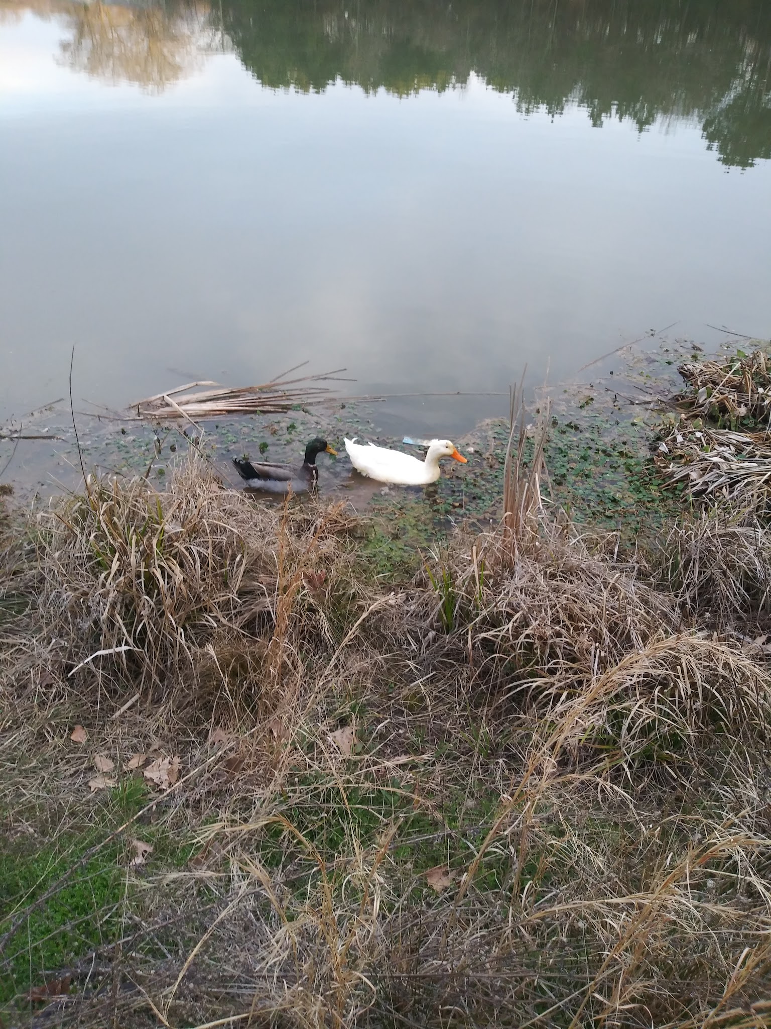 Lakeshore Dog Park - Dalton, GA