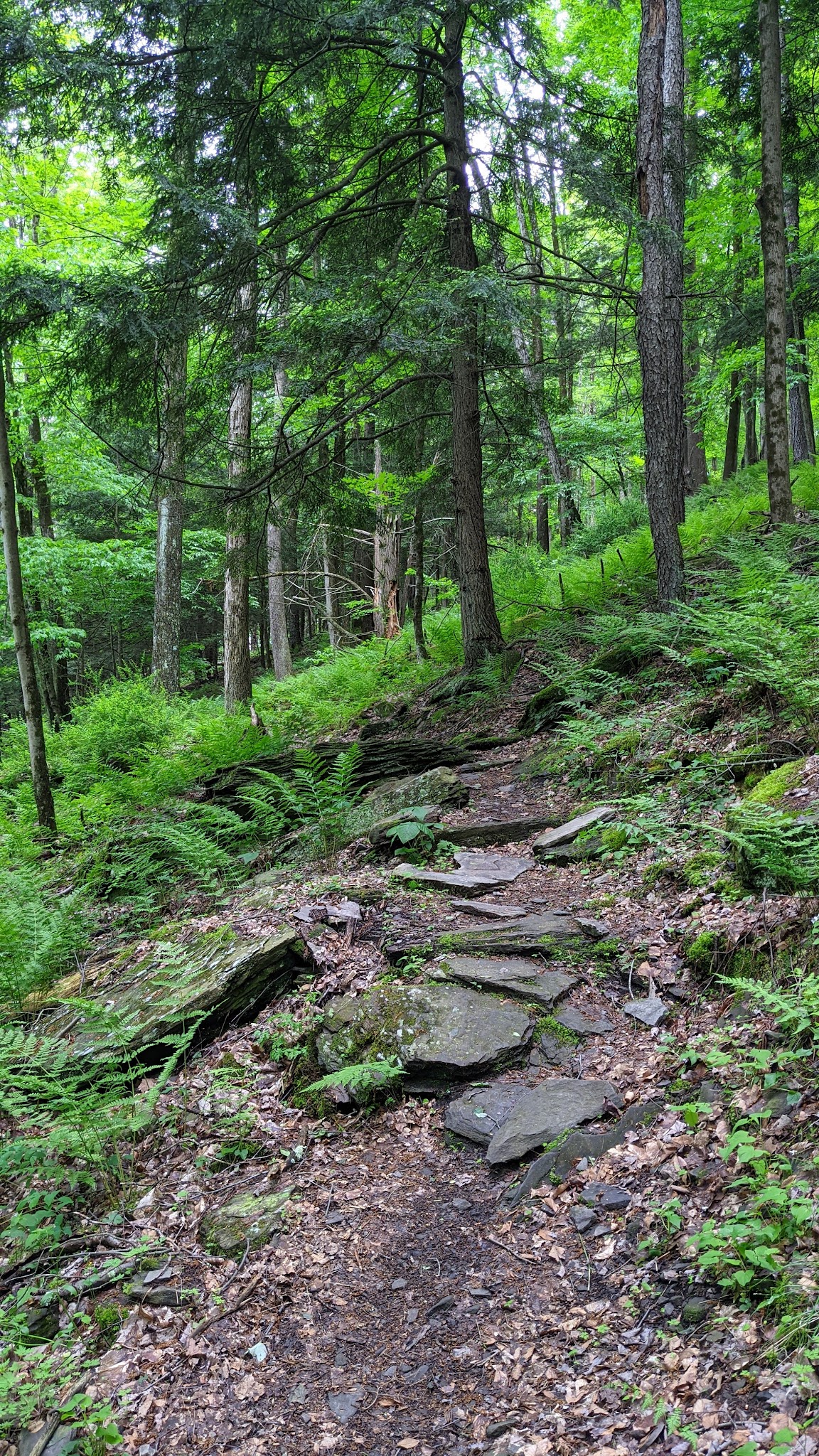 Meadowsweet Preserve - Dalton, PA