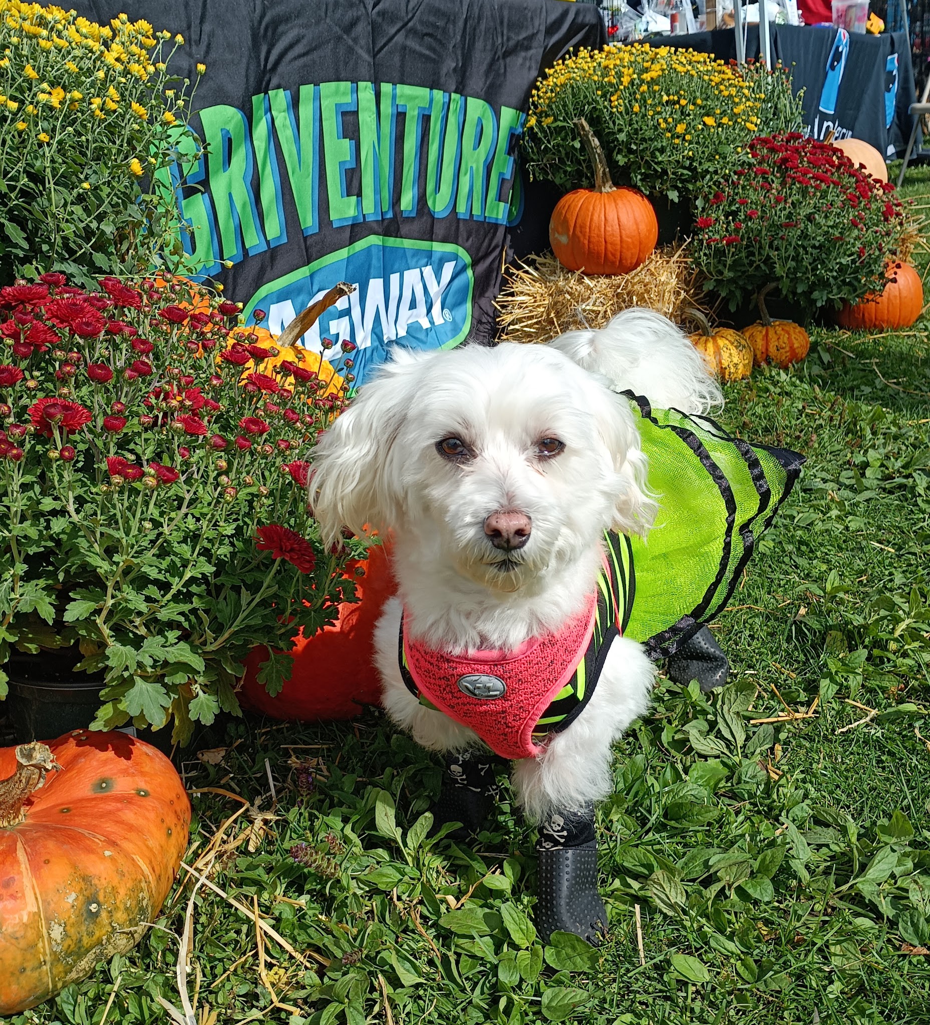 Danbury Dog Rock - Danbury, CT