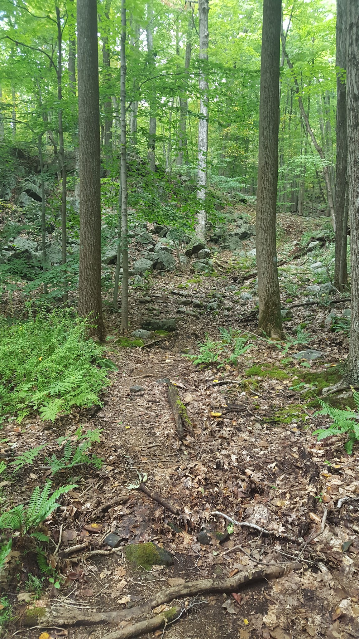 Wooster Mountain State Park Scenic Reserve - Danbury, CT
