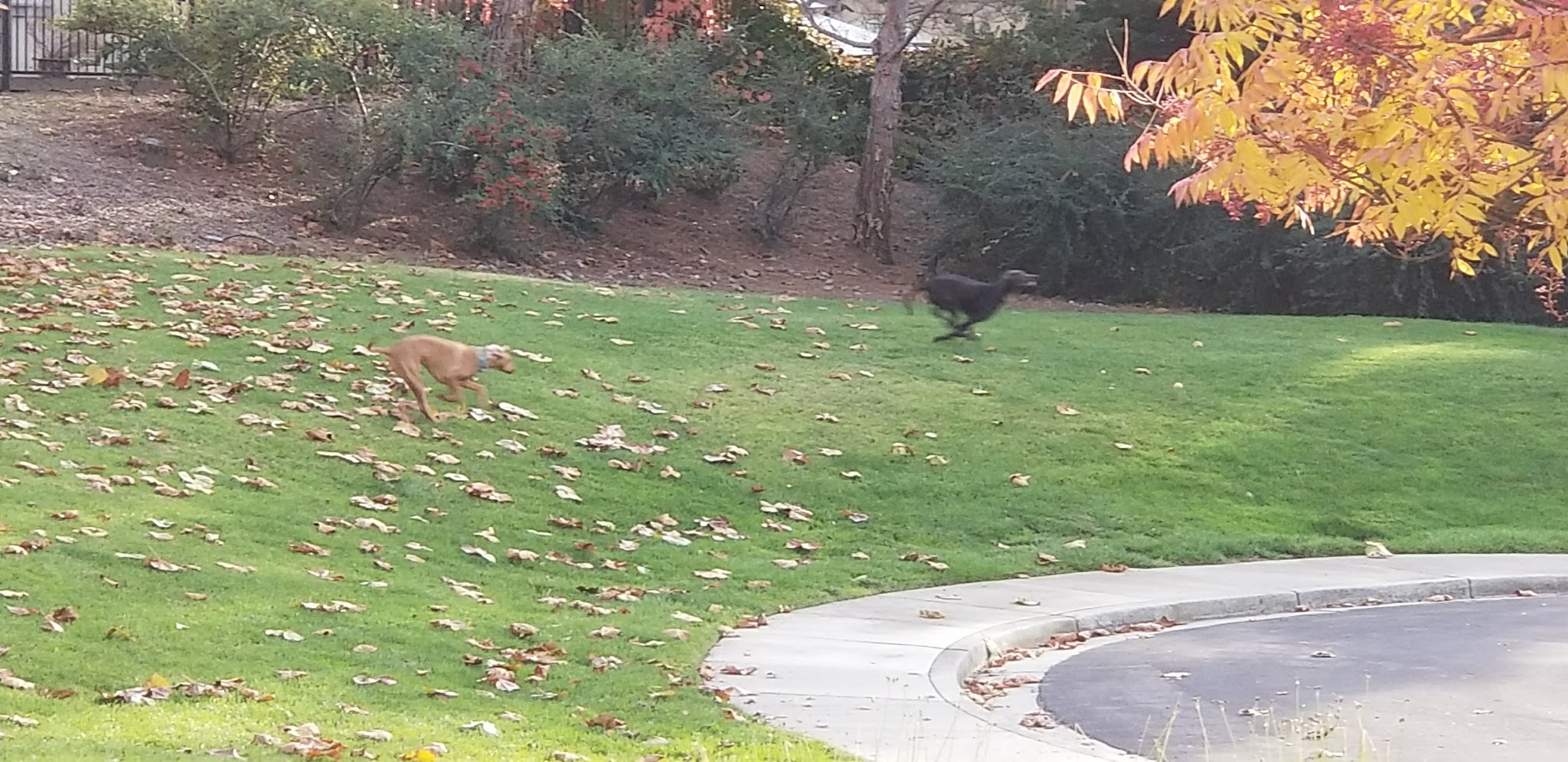 Dunhill Court Park - Danville, CA