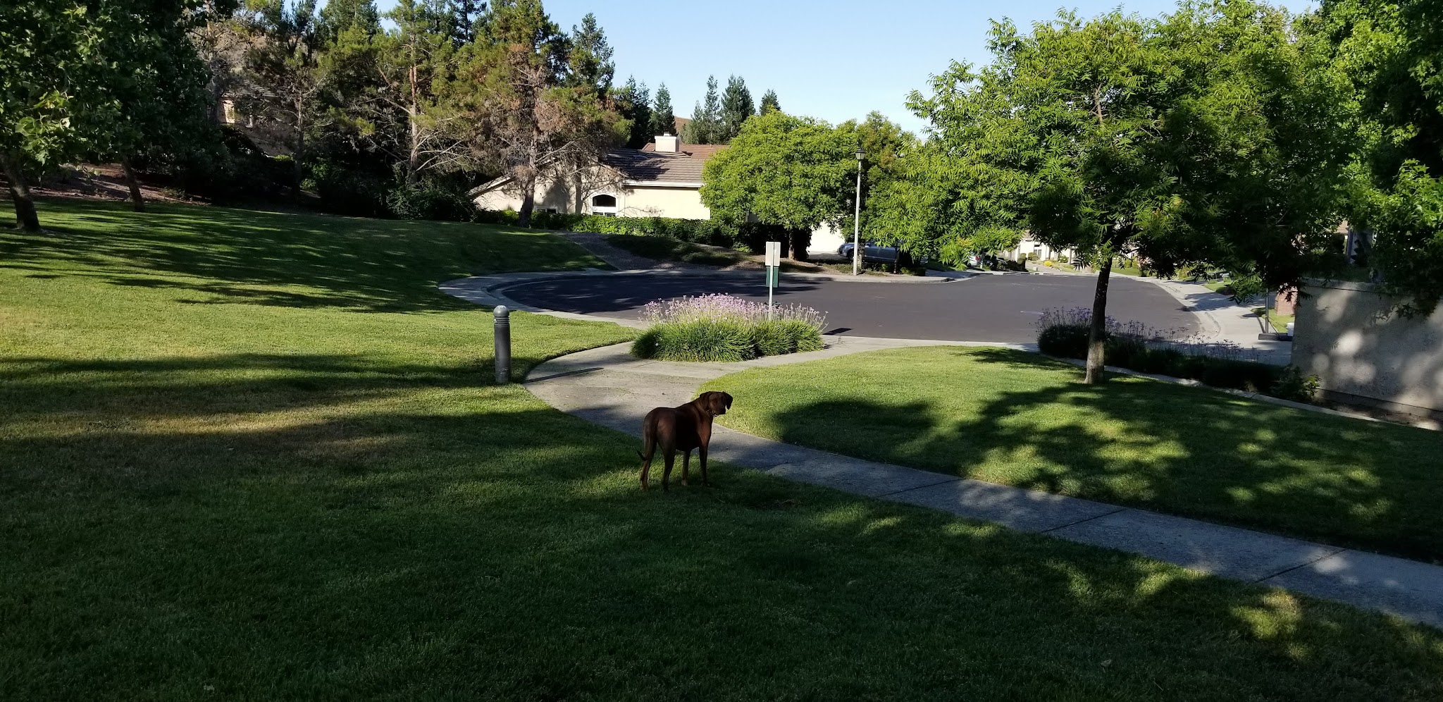 Dunhill Court Park - Danville, CA