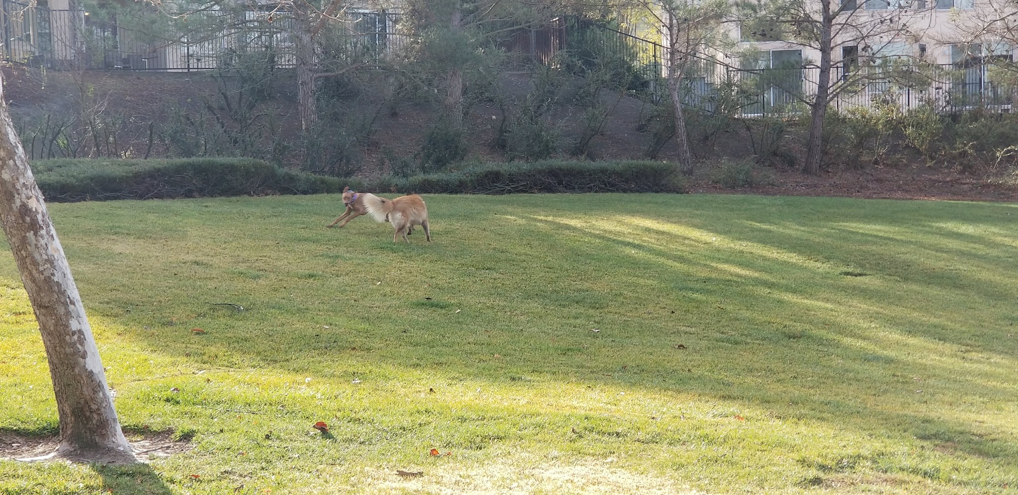 Dunhill Court Park - Danville, CA