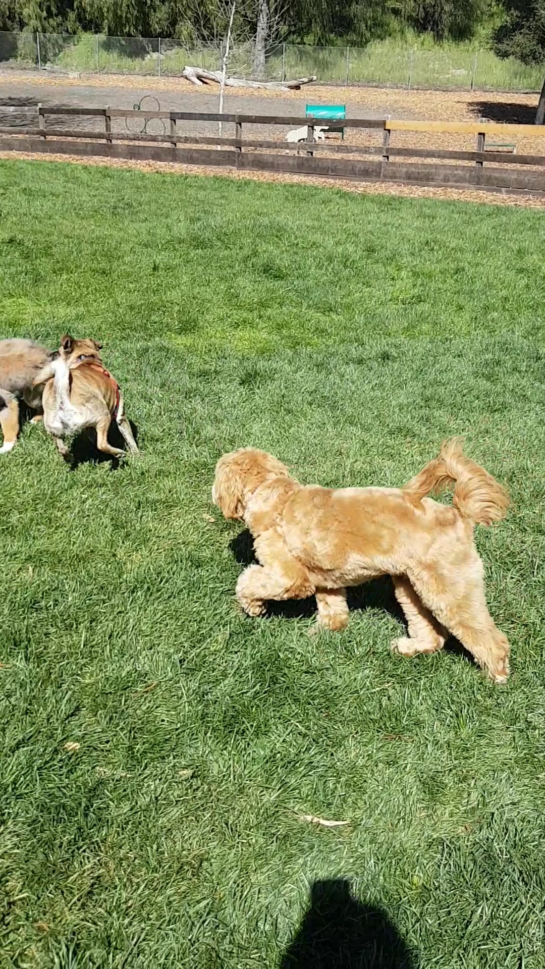 Hap Magee Ranch Park - Danville, CA