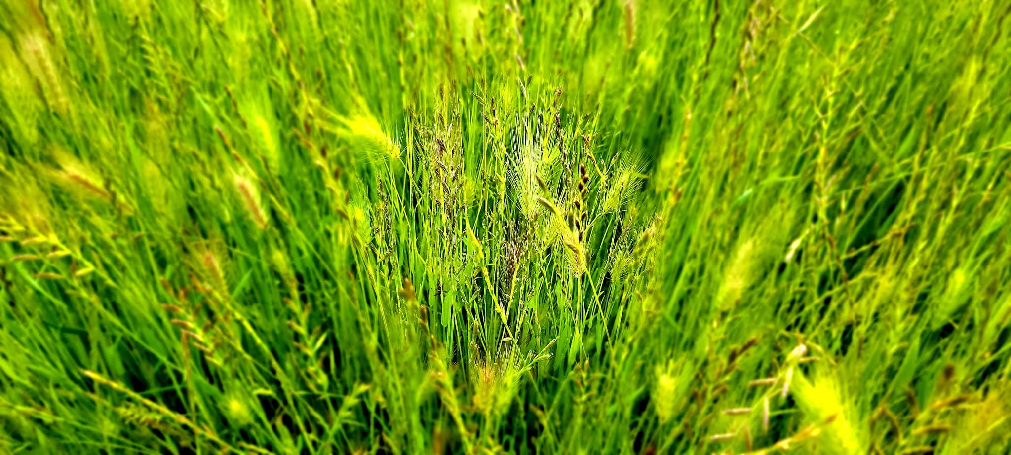 Shady slope trailhead - Danville, CA