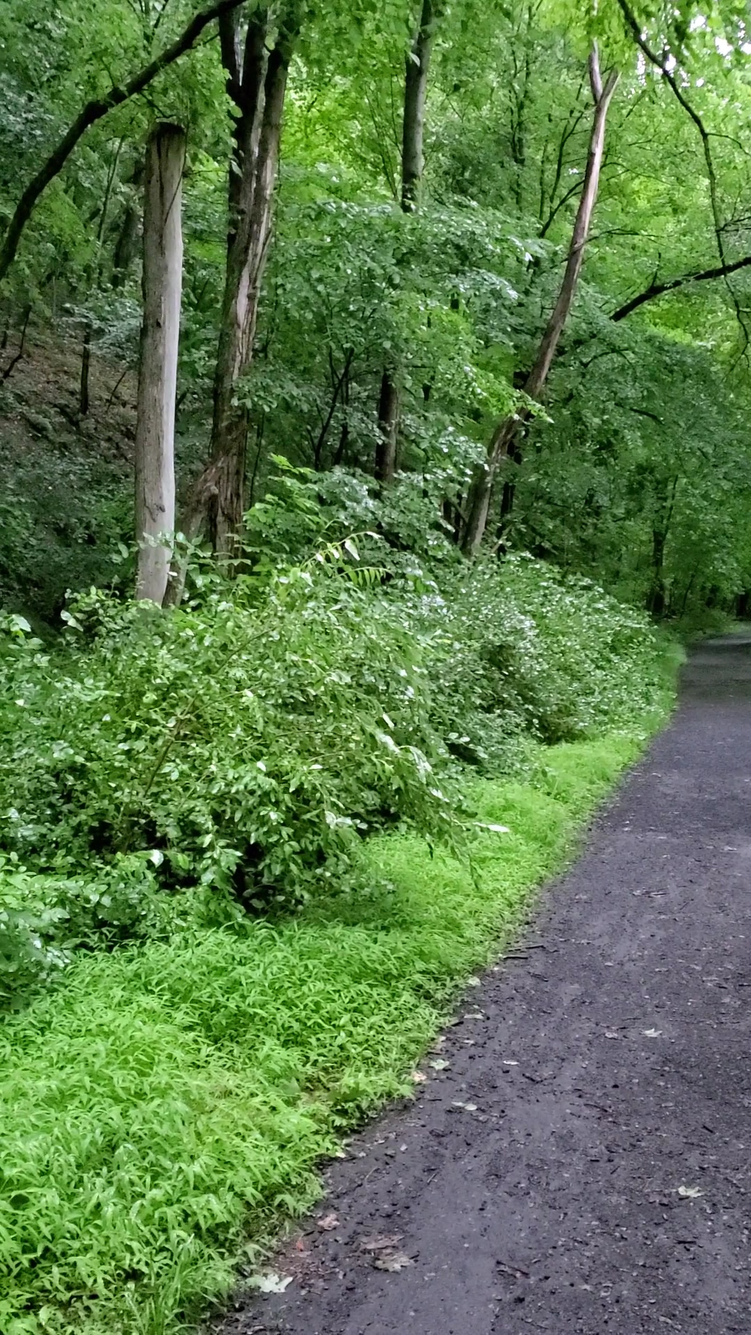 J. Manley Robbins Trailhead - Danville, PA