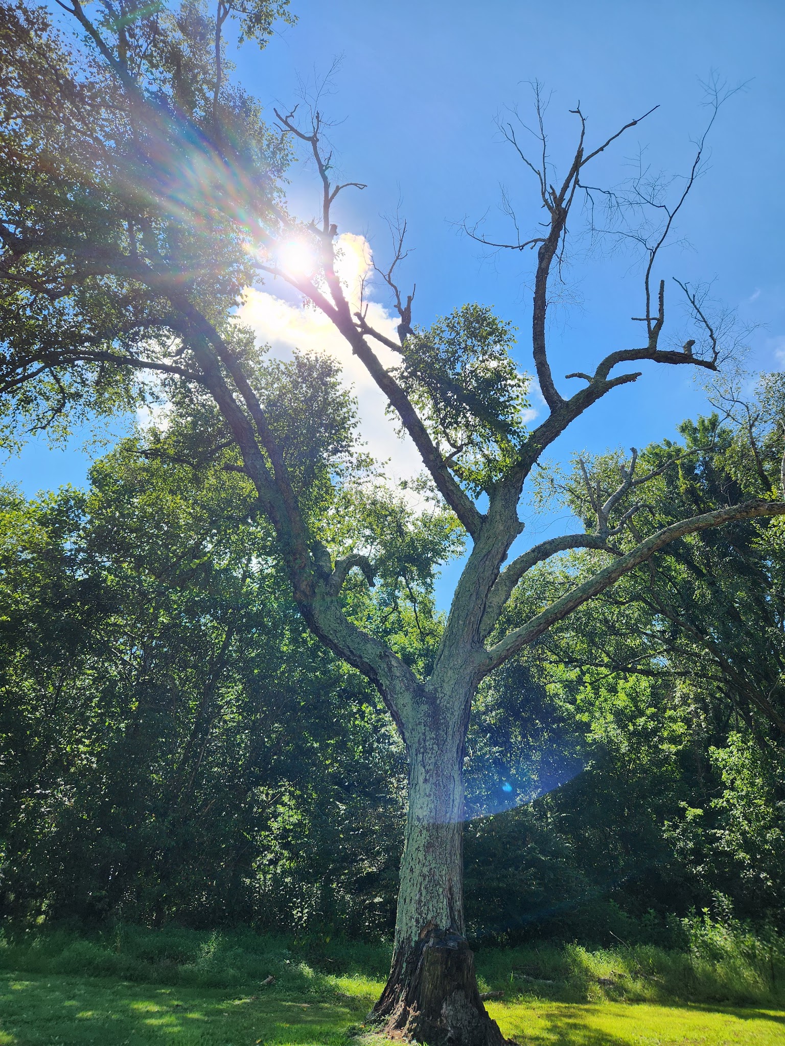 Grove Park - Danville, VA