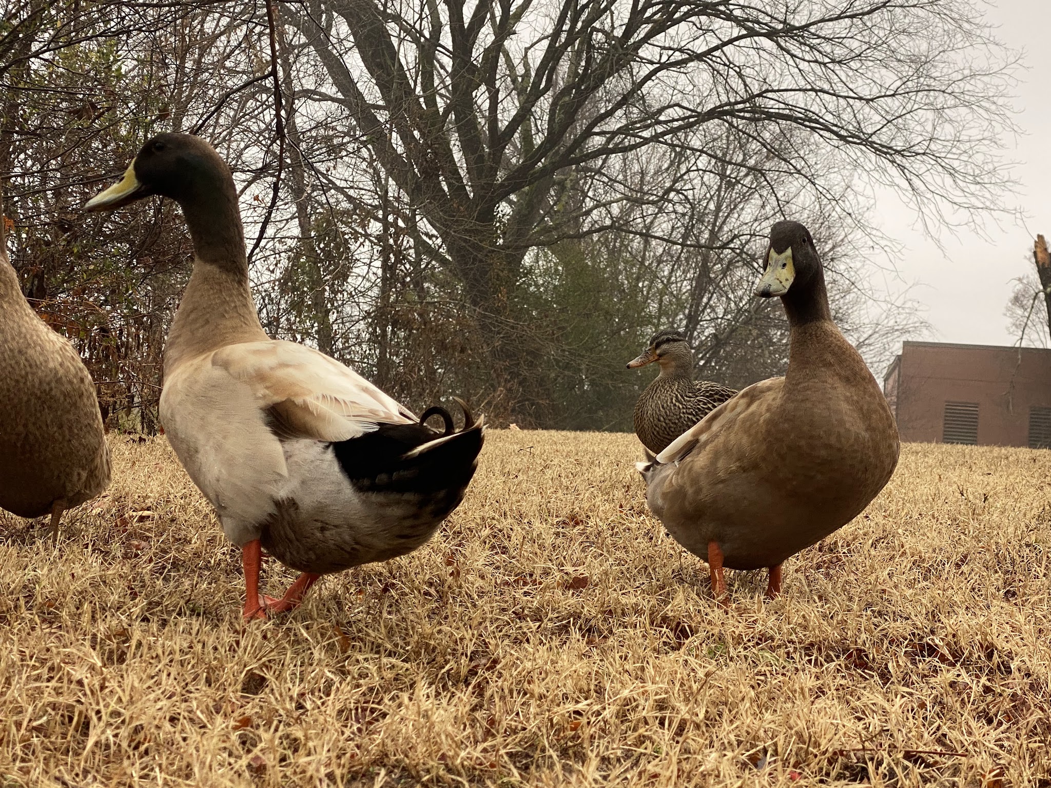 Abreu Grogan Park - Danville, VA