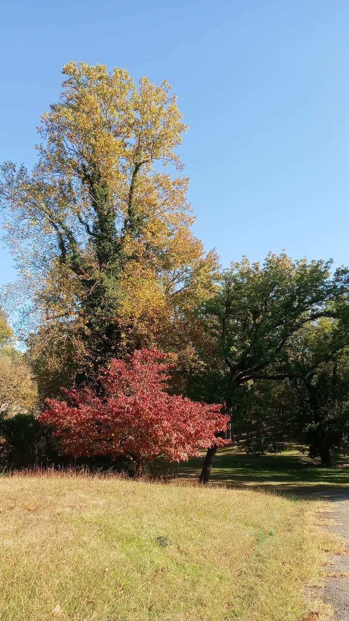 Ballou Park Shelter 10 - Danville, VA