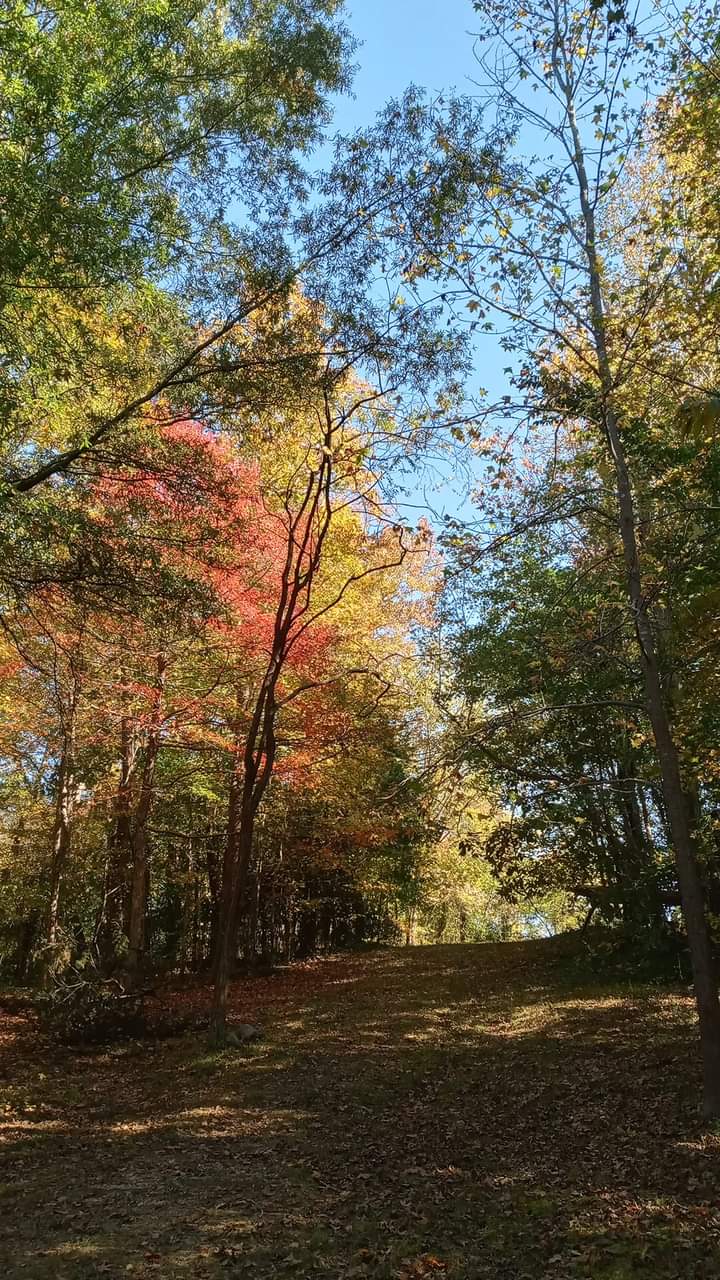 Ballou Park Shelter 10 - Danville, VA