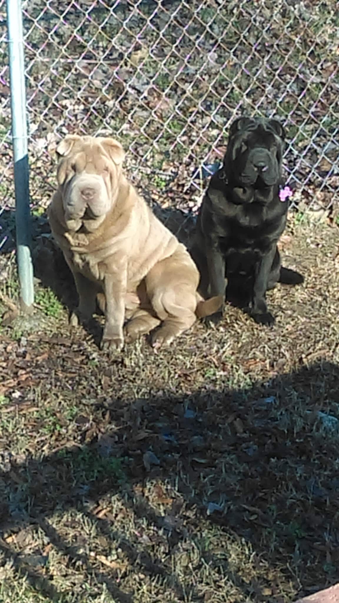 Druid Hills Park - Danville, VA