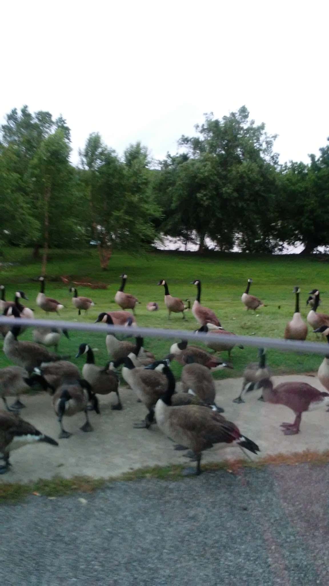 M.C. Martin Park - Danville, VA