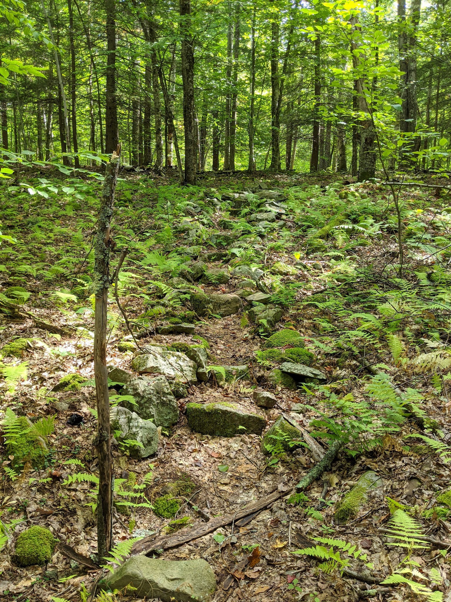Robert V. Riddell State Park - Davenport, NY