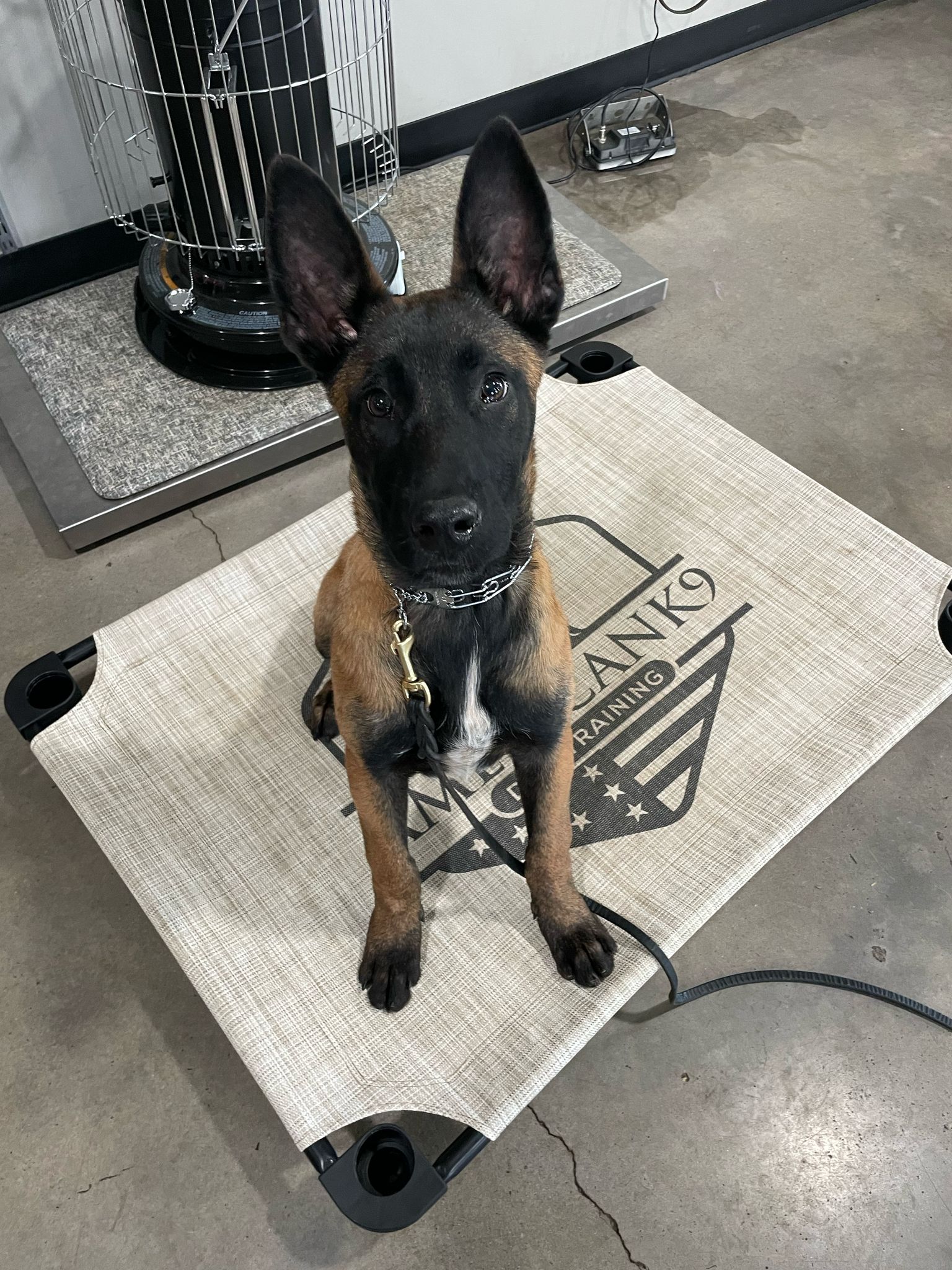 AmericanK9 Dog Training, LLC - Davidsonville, MD